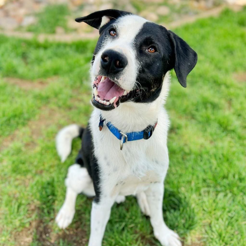 Rd Adopt Shelter Dogs Colt Via Bestfriends.org