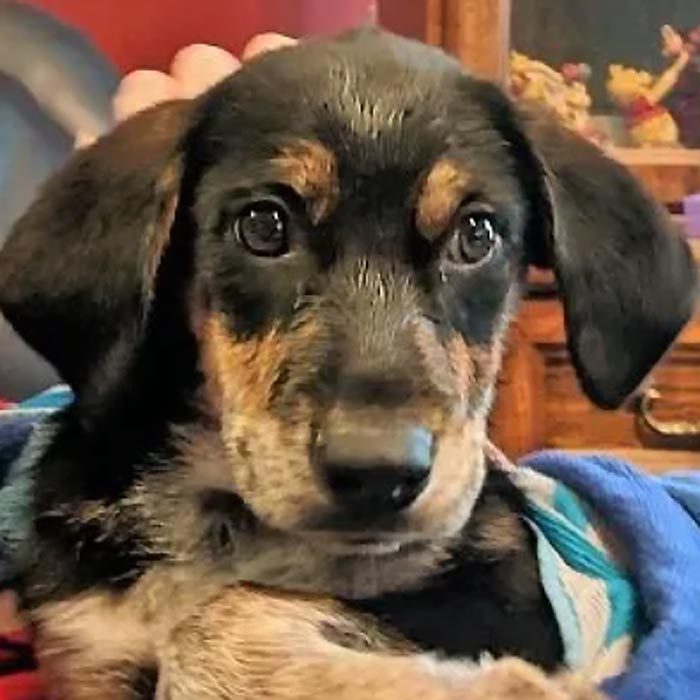 Rd Adopt Shelter Dogs Dutchess Courtesy Lisa Marie Conklin