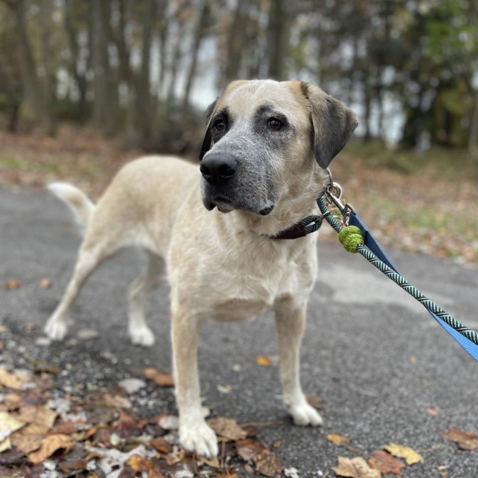 Rd Adopt Shelter Dogs Gertie Courtesy Lisa Marie Conklin