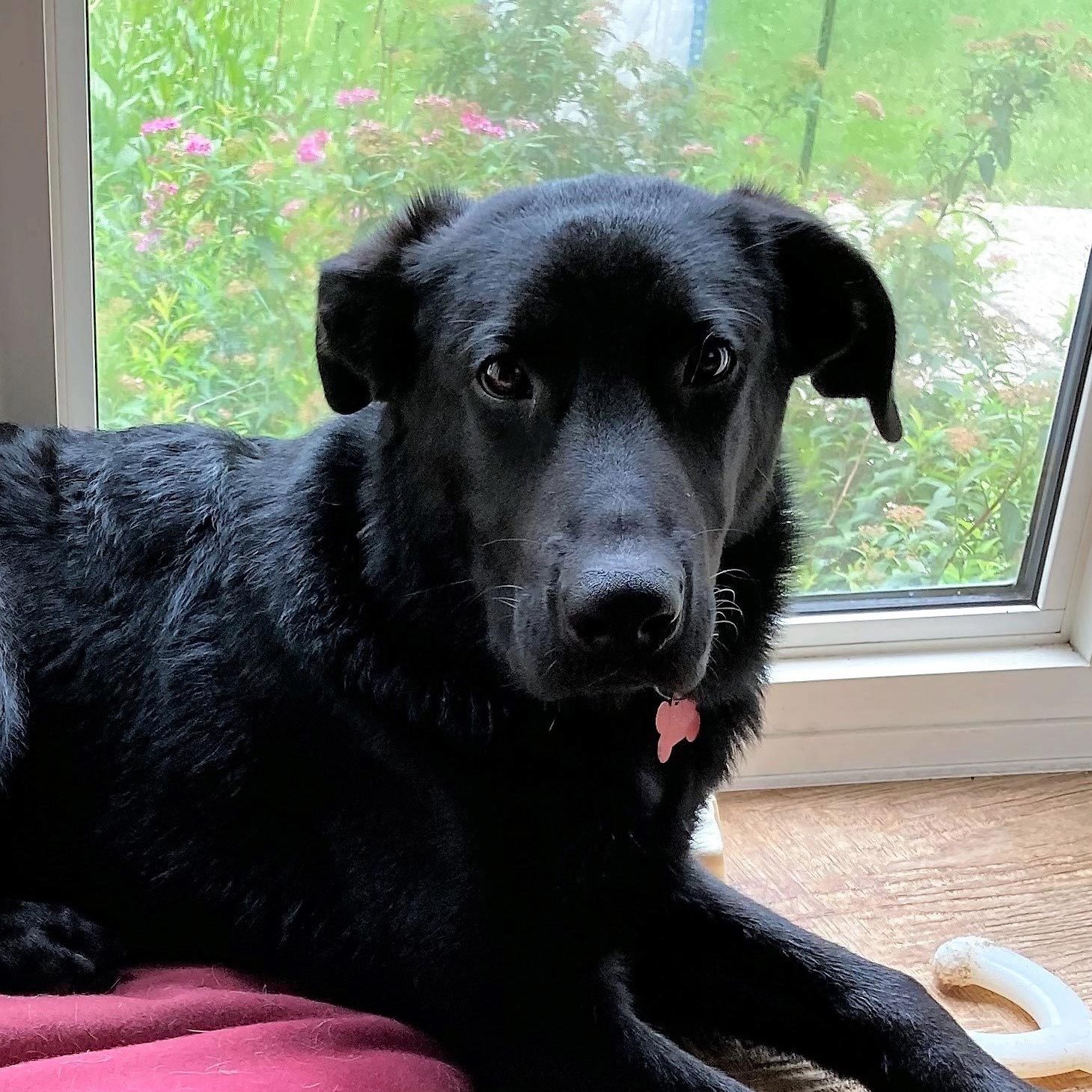 Rd Adopt Shelter Dogs Jones Courtesy Lisa Marie Conklin