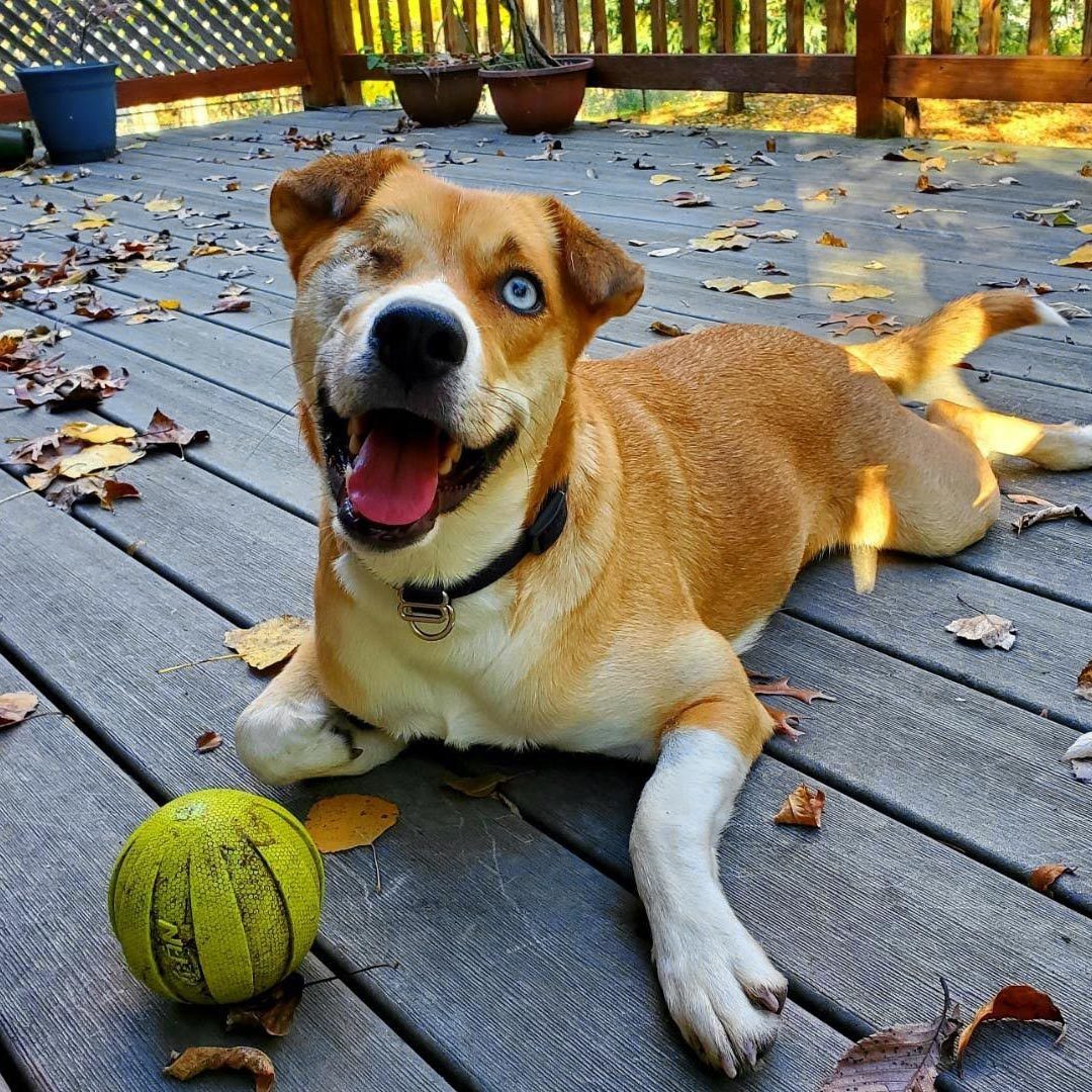 Rd Adopt Shelter Dogs Karen Courtesy Lisa Marie Conklin