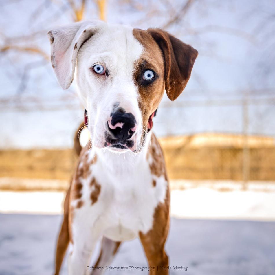 Rd Adopt Shelter Dogs Robot Courtesy Lisa Marie Conklin