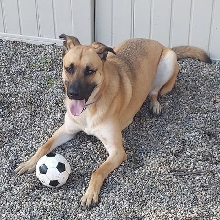 Rd Adopt Shelter Dogs Benson Courtesy Lisa Marie Conklin