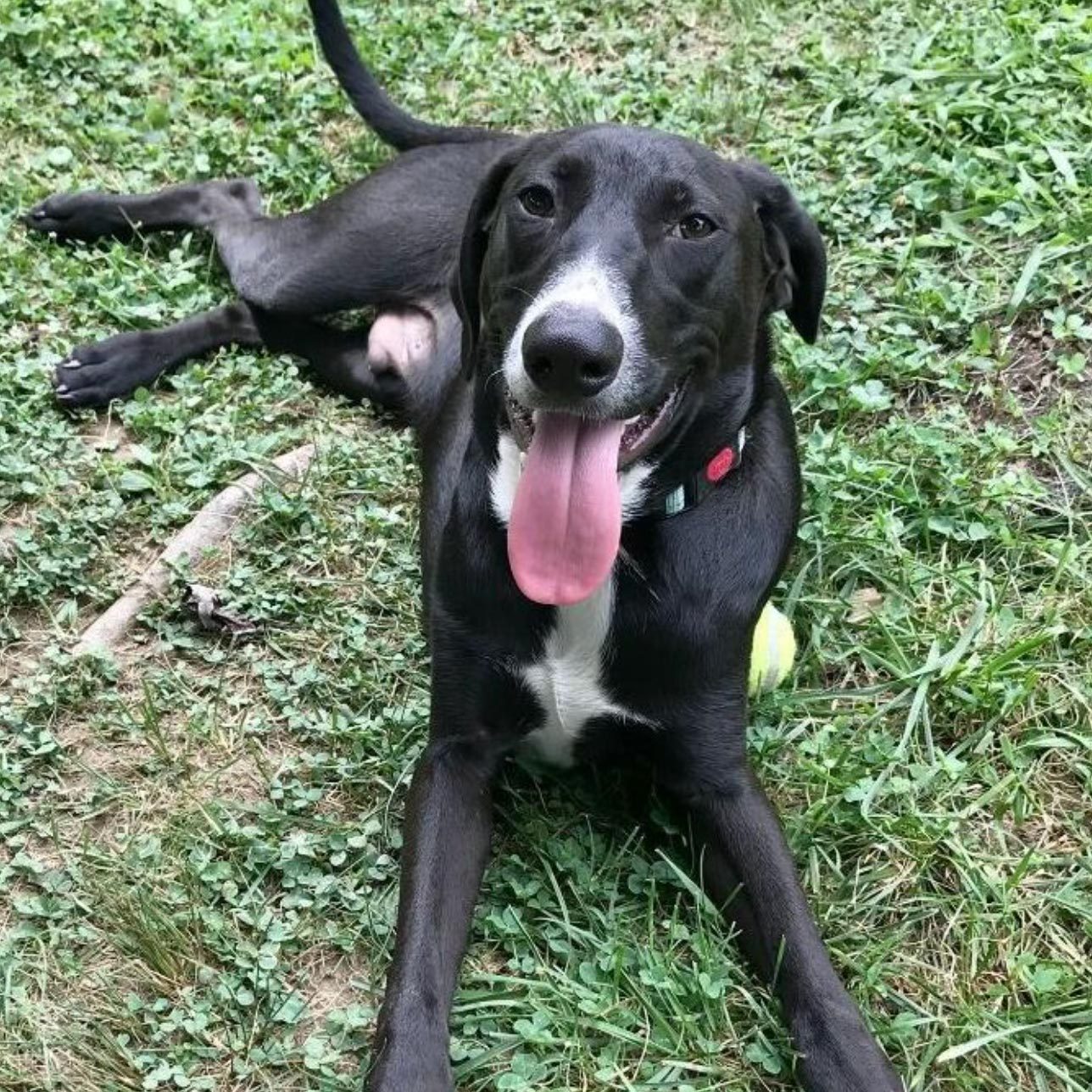 Rd Adopt Shelter Dogs Chance Courtesy Lisa Marie Conklin