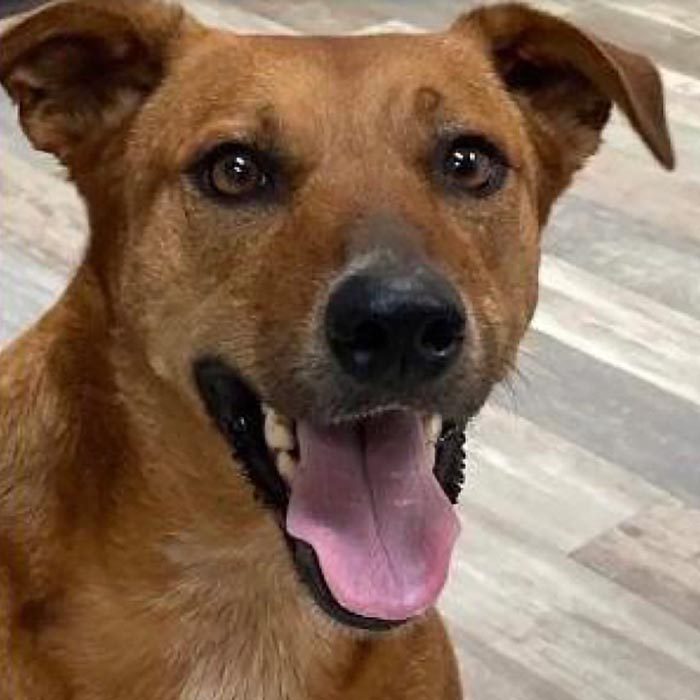 Rd Adopt Shelter Dogs Charity Courtesy Lisa Marie Conklin