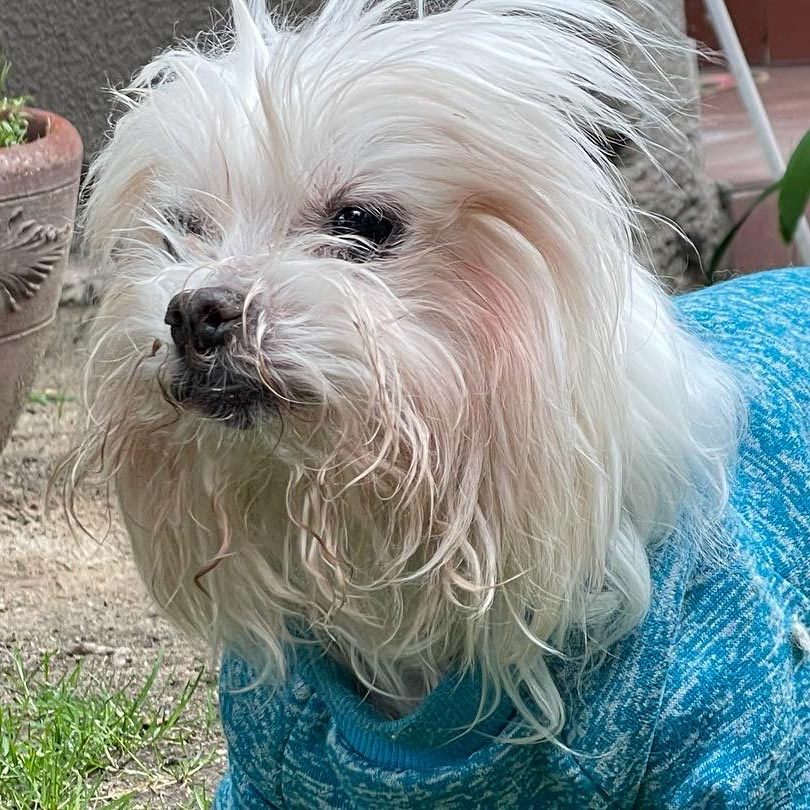 Rd Adopt Shelter Dogs Cookie Courtesy Lisa Marie Conklin