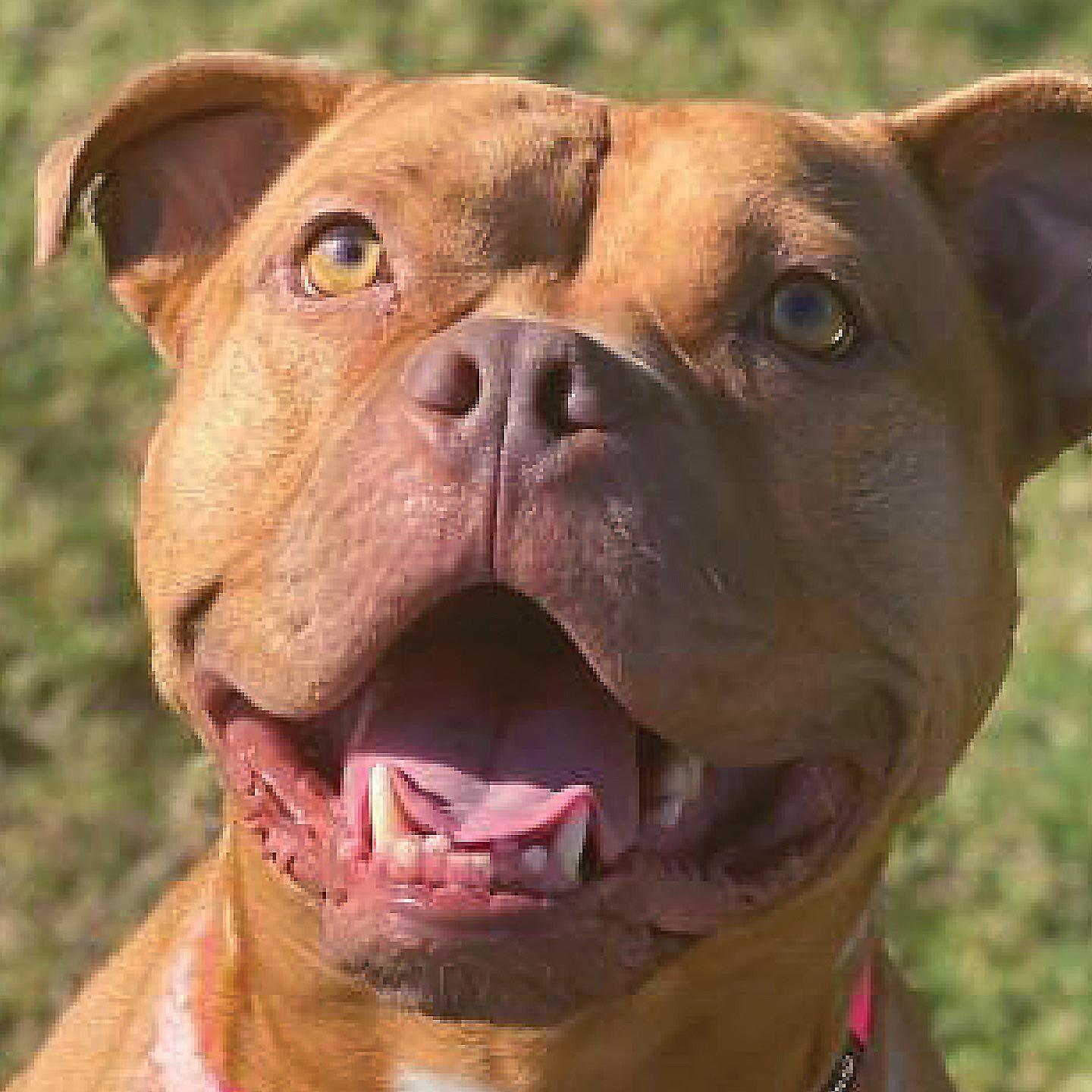 Rd Adopt Shelter Dogs Courtesy Bella Boop Lisa Marie Conklin