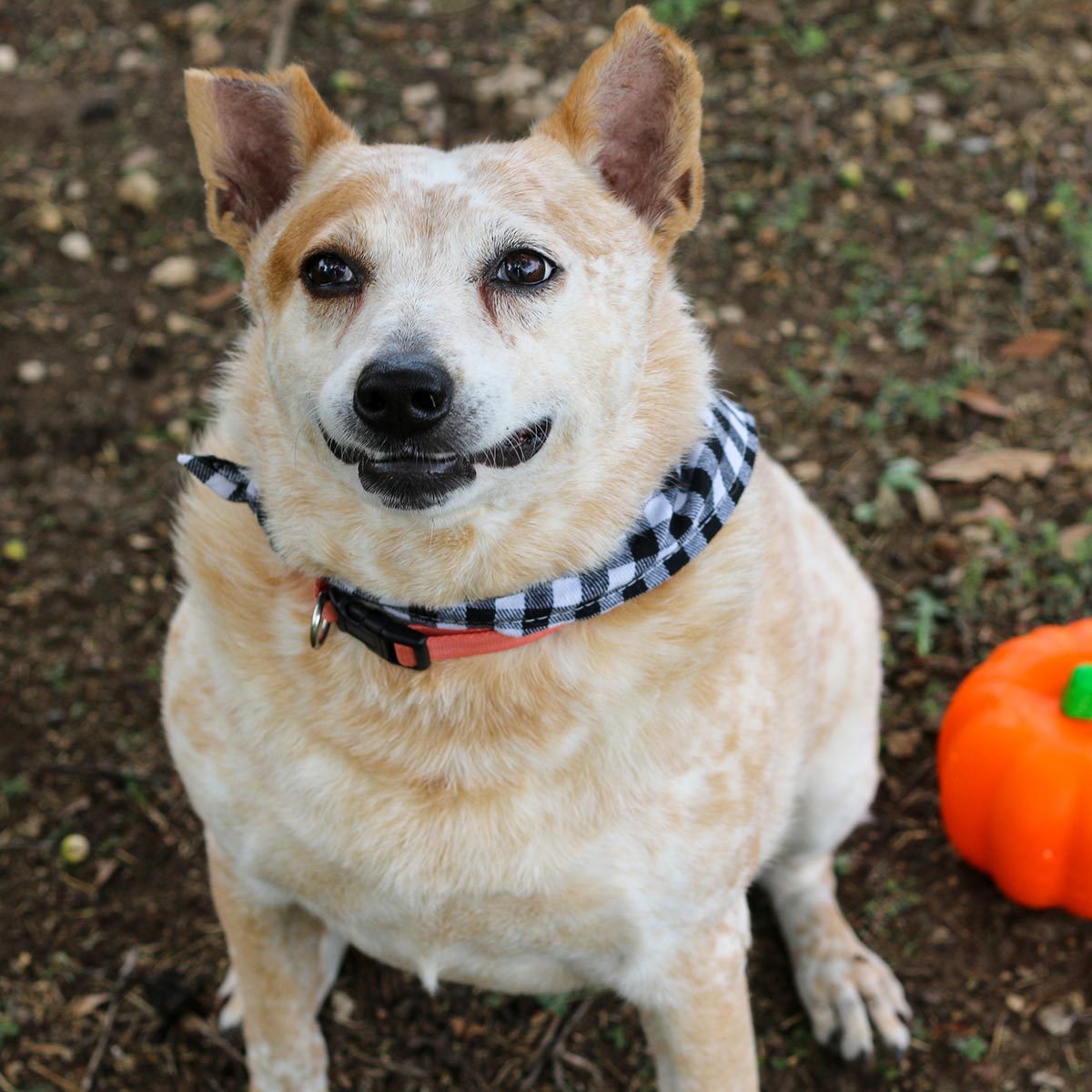 Rd Adopt Shelter Dogs Ctanner Rose Ourtesy Lisa Marie Conklin