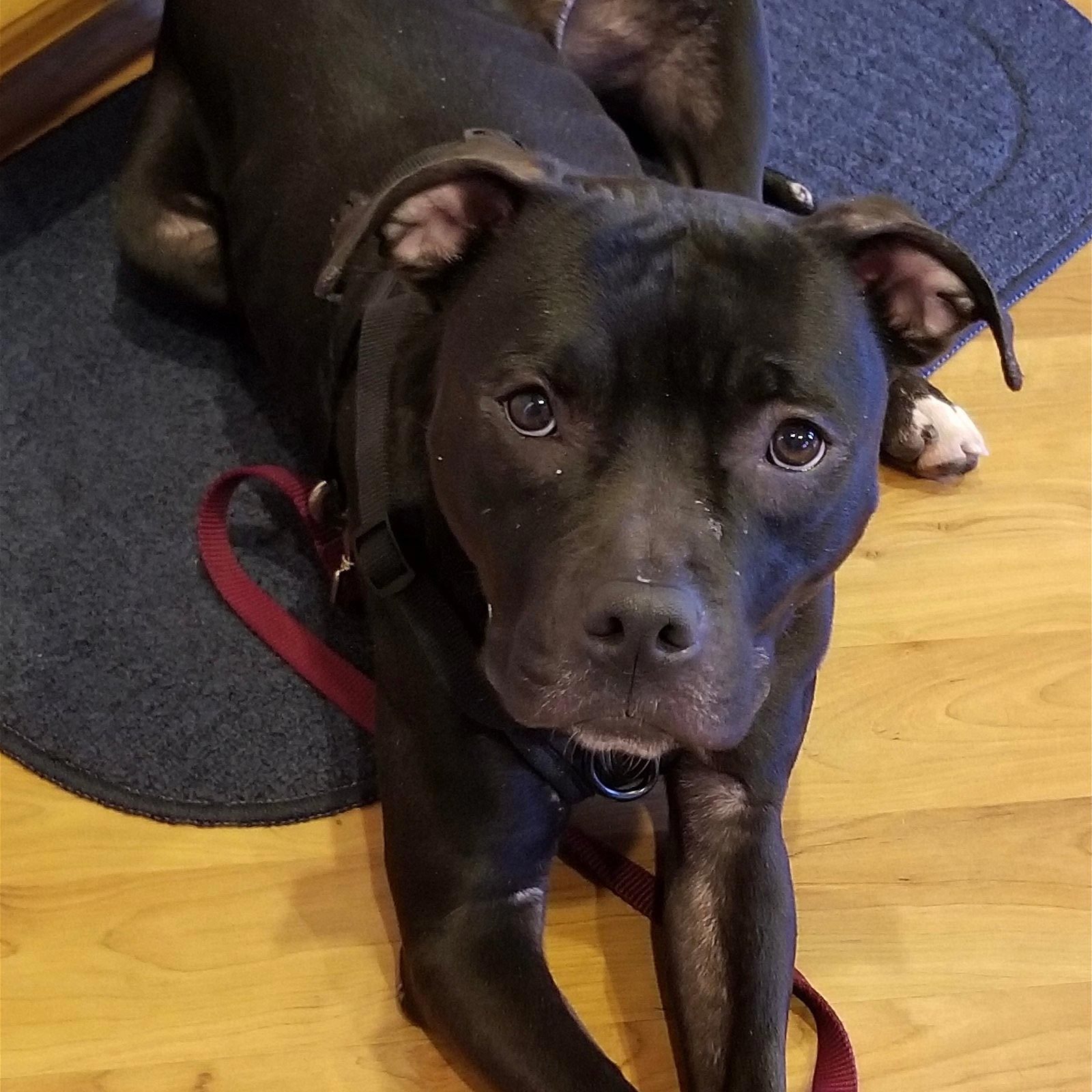 Rd Adopt Shelter Dogs Dutchess Via Ruffstartrescue.org 