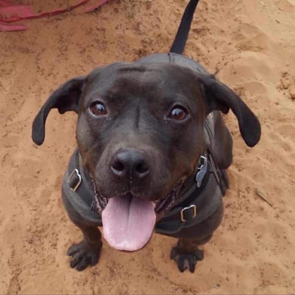 Rd Adopt Shelter Dogs Josie Via La.bestfriends.org