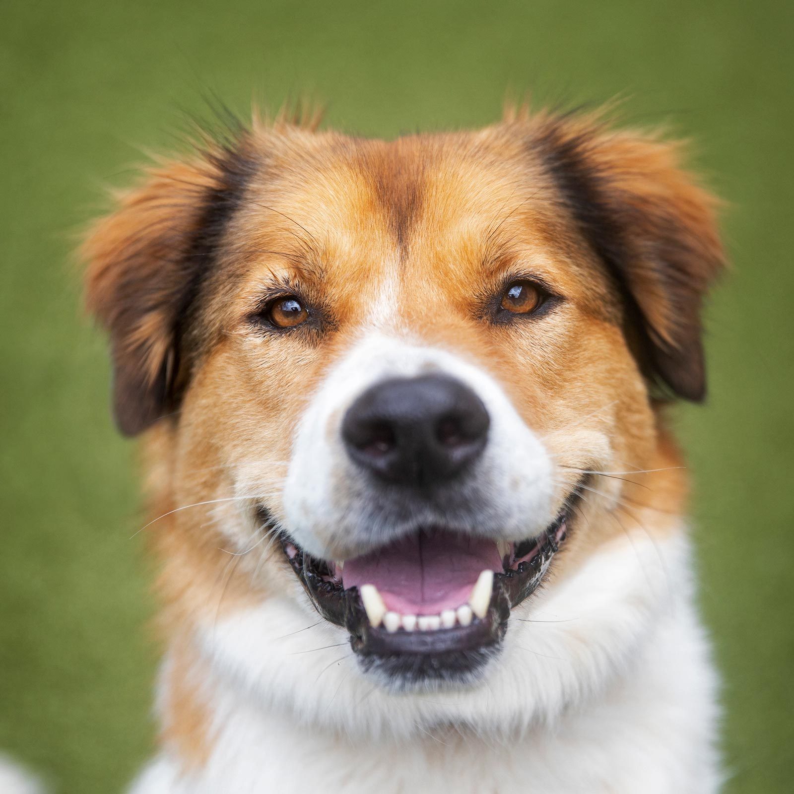 Rd Adopt Shelter Dogs Oliver Courtesy Lisa Marie Conklin