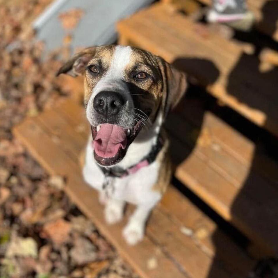 Rd Adopt Shelter Dogs Olympia Courtesy Lisa Marie Conklin