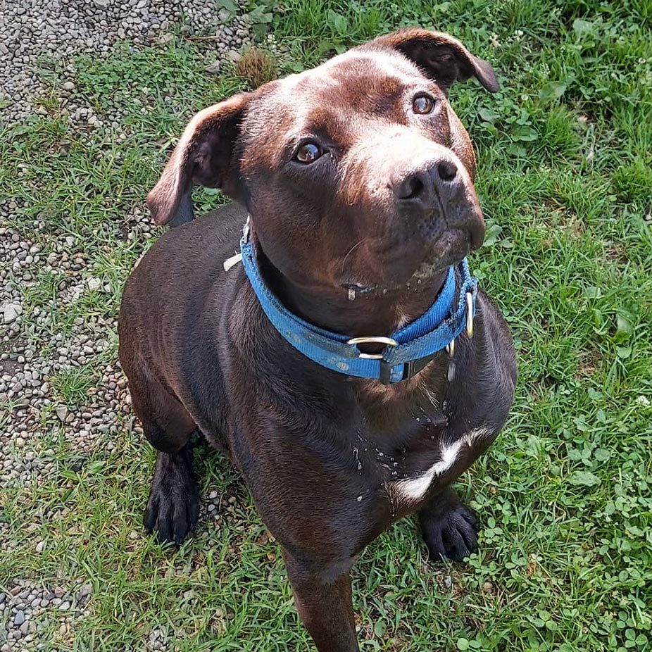 Rd Adopt Shelter Dogs Pollo Courtesy Lisa Marie Conklin