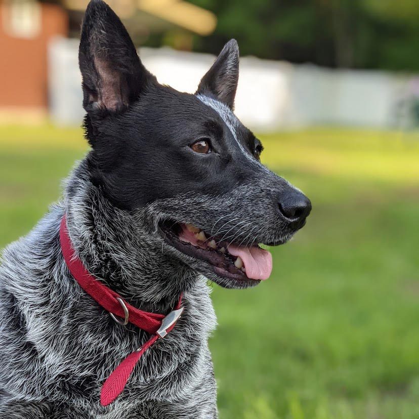 Rd Adopt Shelter Dogs Poppy Courtesy Lisa Marie Conklin