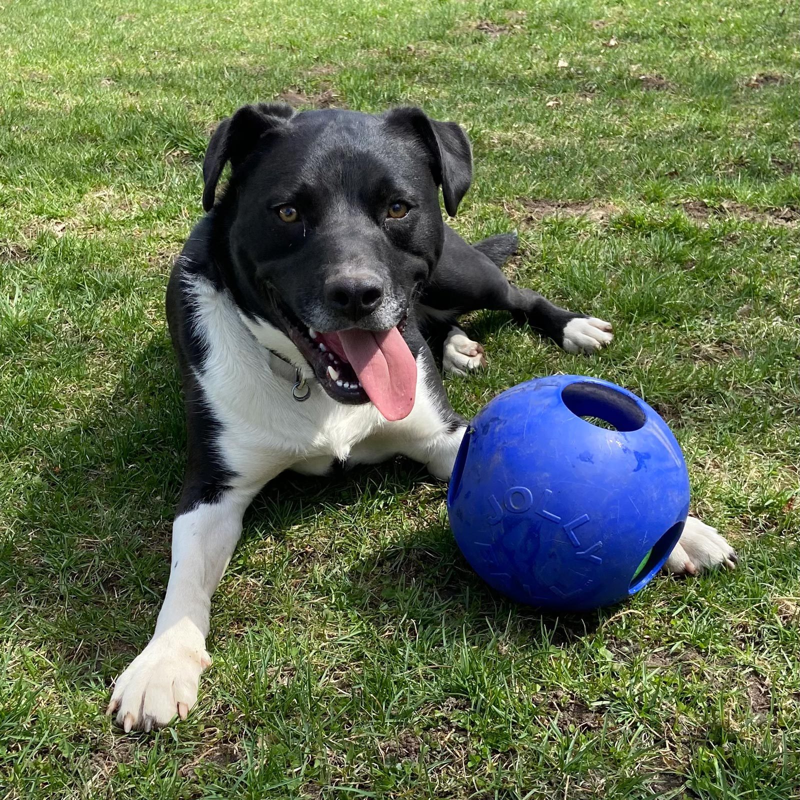 Rd Adopt Shelter Dogs Sesame Courtesy Lisa Marie Conklin