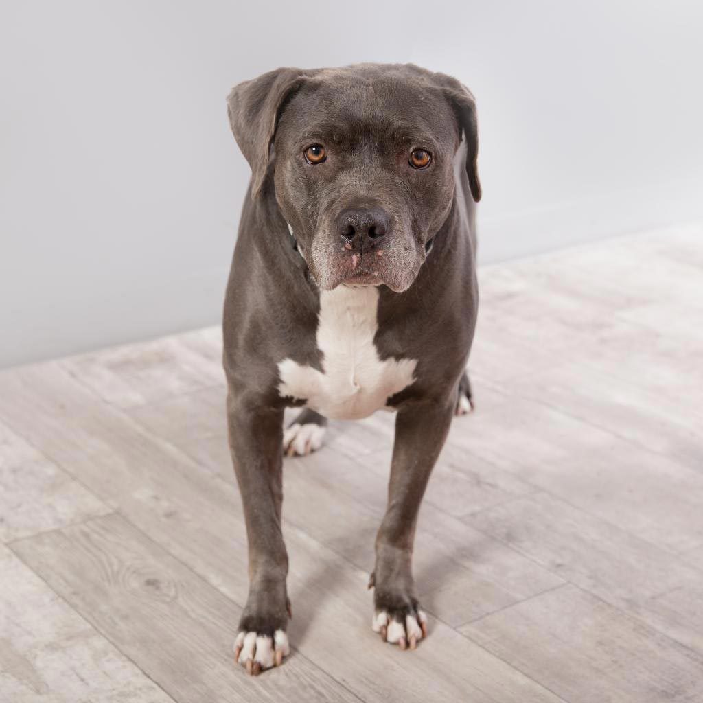 Rd Adopt Shelter Dogs Taffy Via La.bestfriends.org