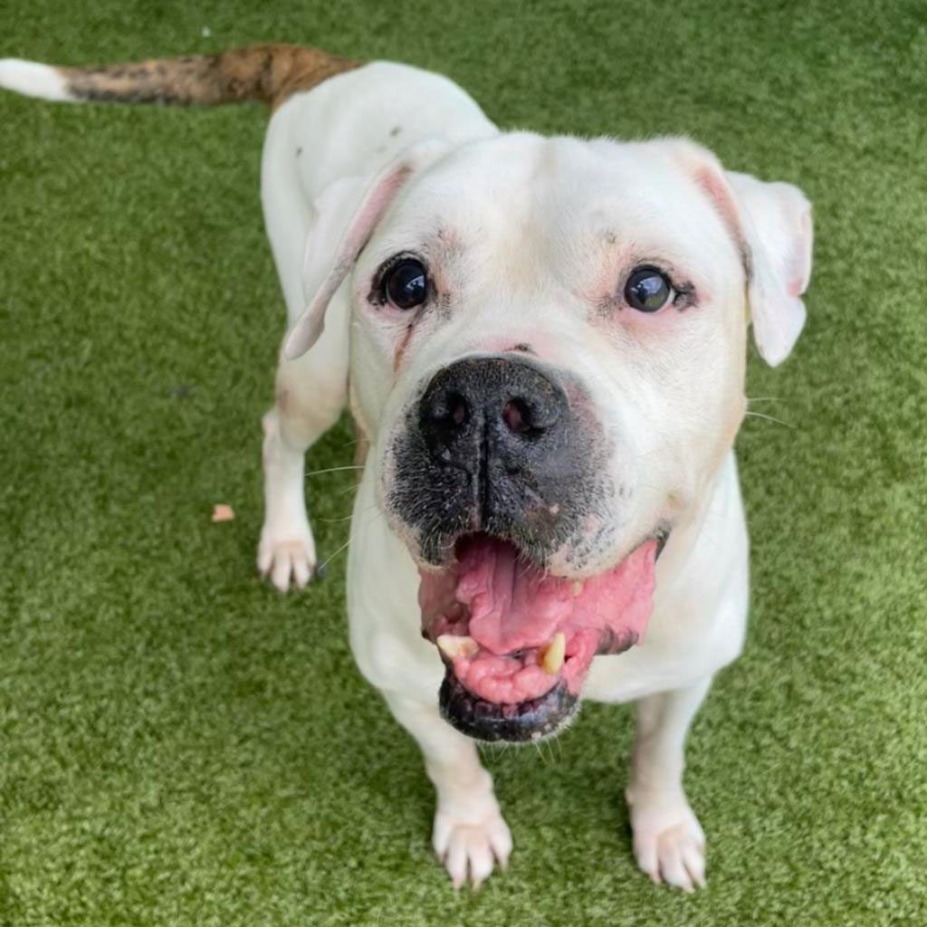 white bulldog mix breed dog in the grass looking up with his mouth open