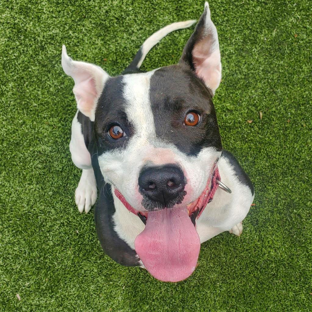 black and white pitbull mix breed dog sitting the grass looking up with a smile and his tongue sticking out