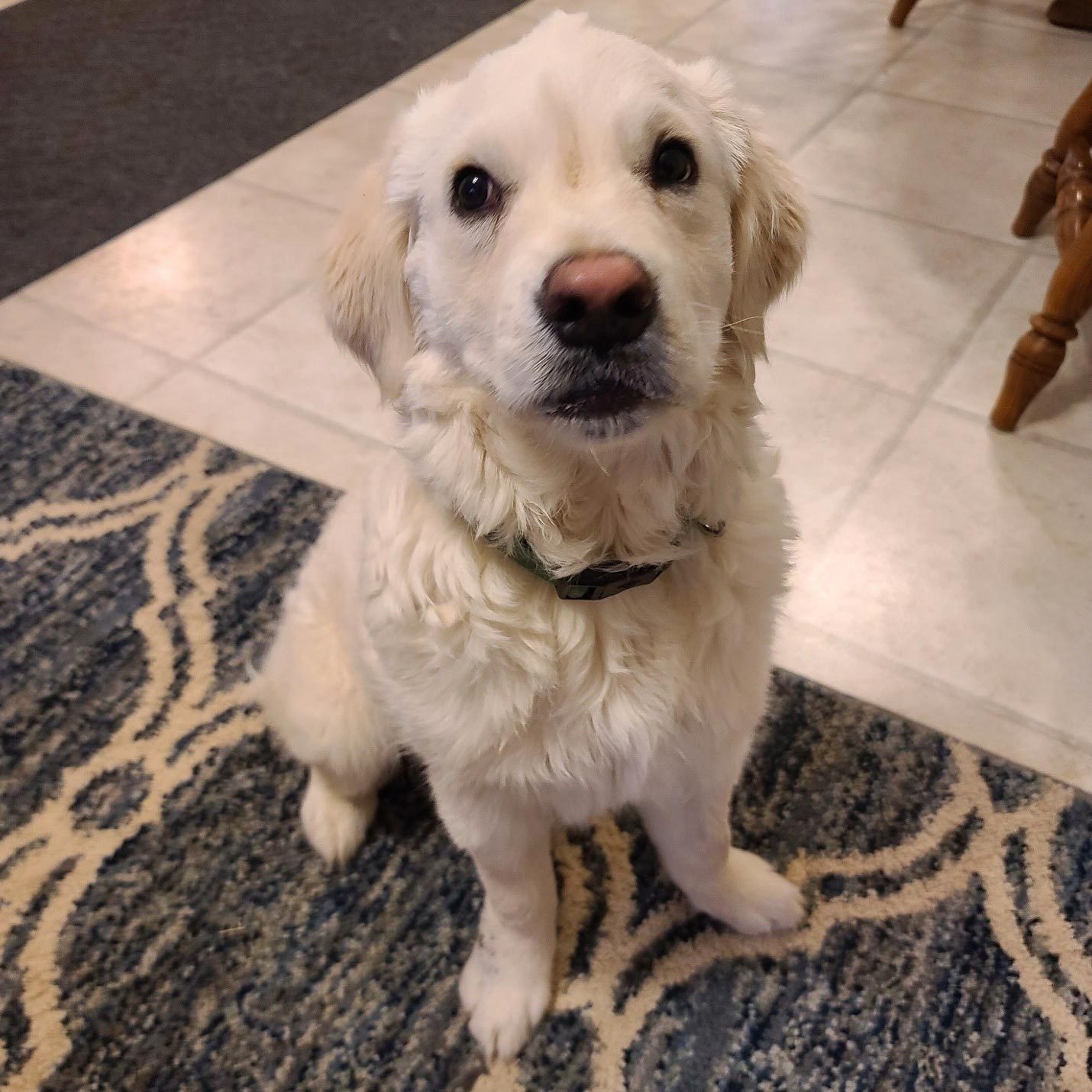 light colored golden retriever sitting on a rug waiting to be adopted