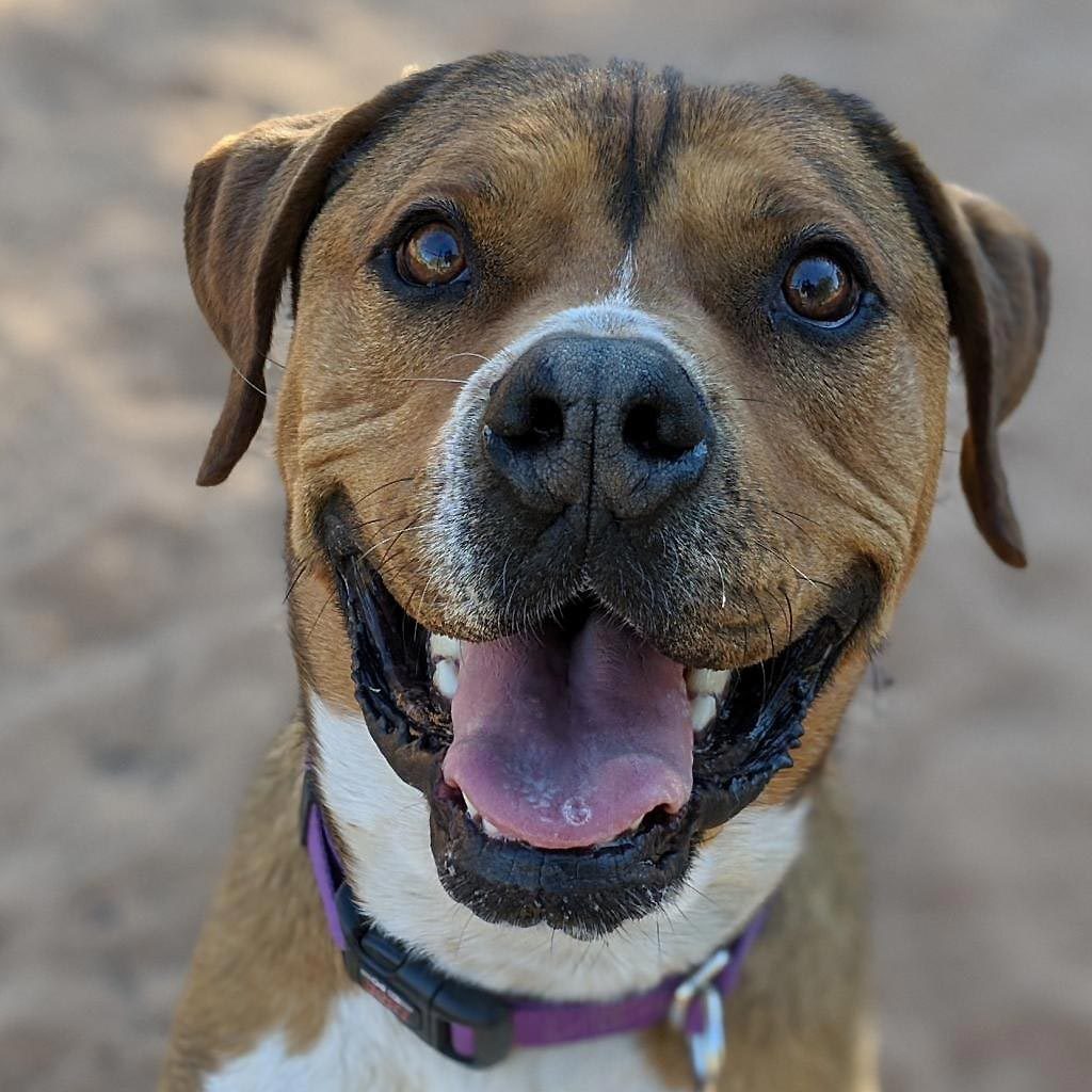 Rd Adopt Shelter Dogs Holy Moly Via Bestfriends.org