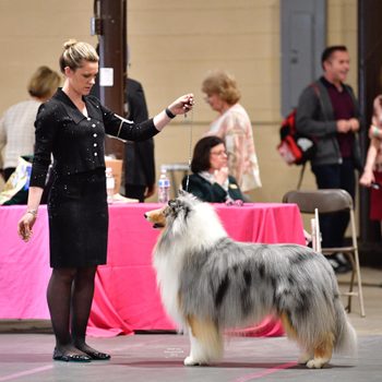 Dog stands still while handler holds leash, surrounded by people and pink-covered tables at an indoor event, resembling a dog show.