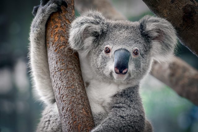 A koala clings to a tree trunk, surrounded by blurred foliage in a natural setting.