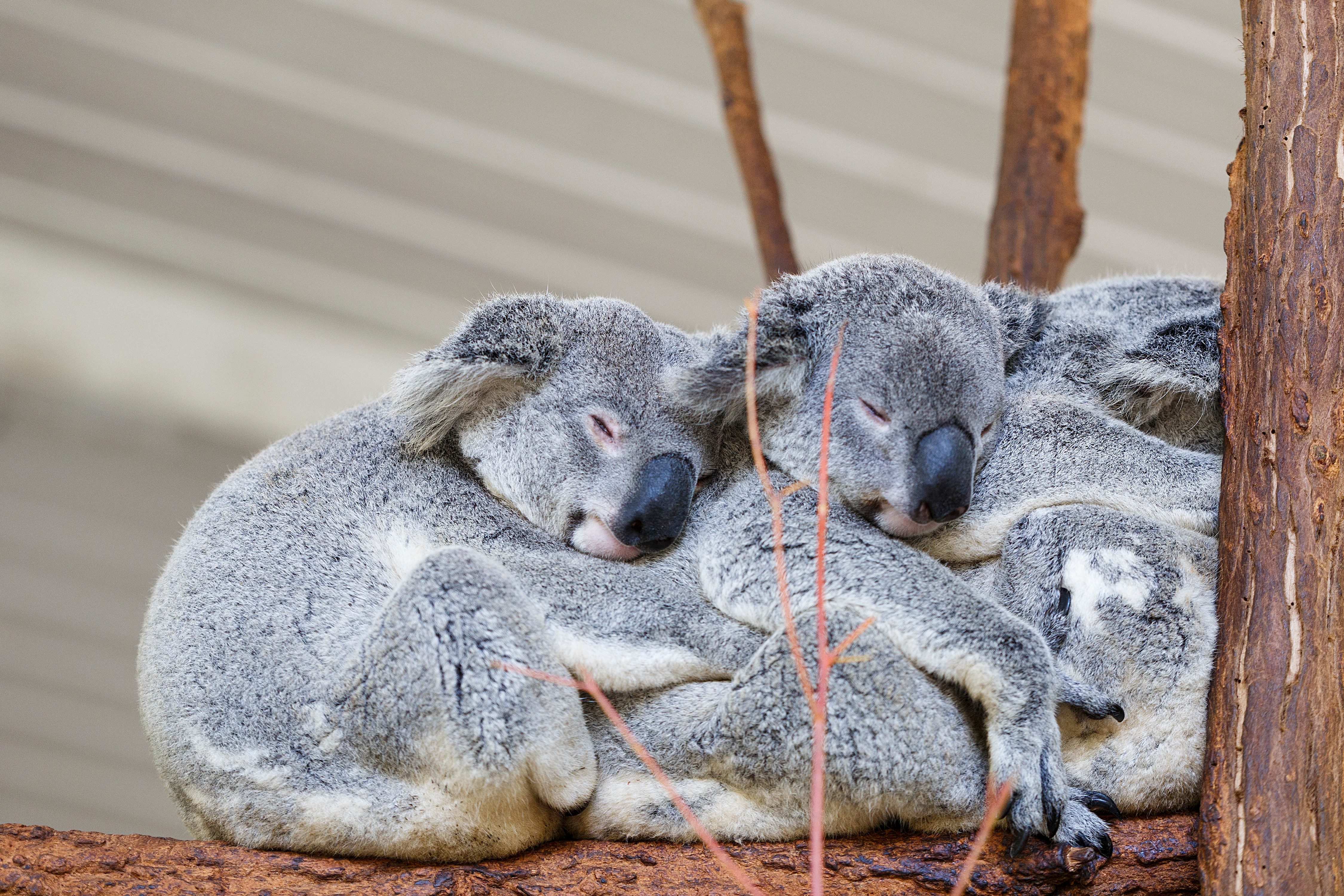 Koalas sleep together on a tree branch, nestled closely, within a peaceful, sheltered environment.
