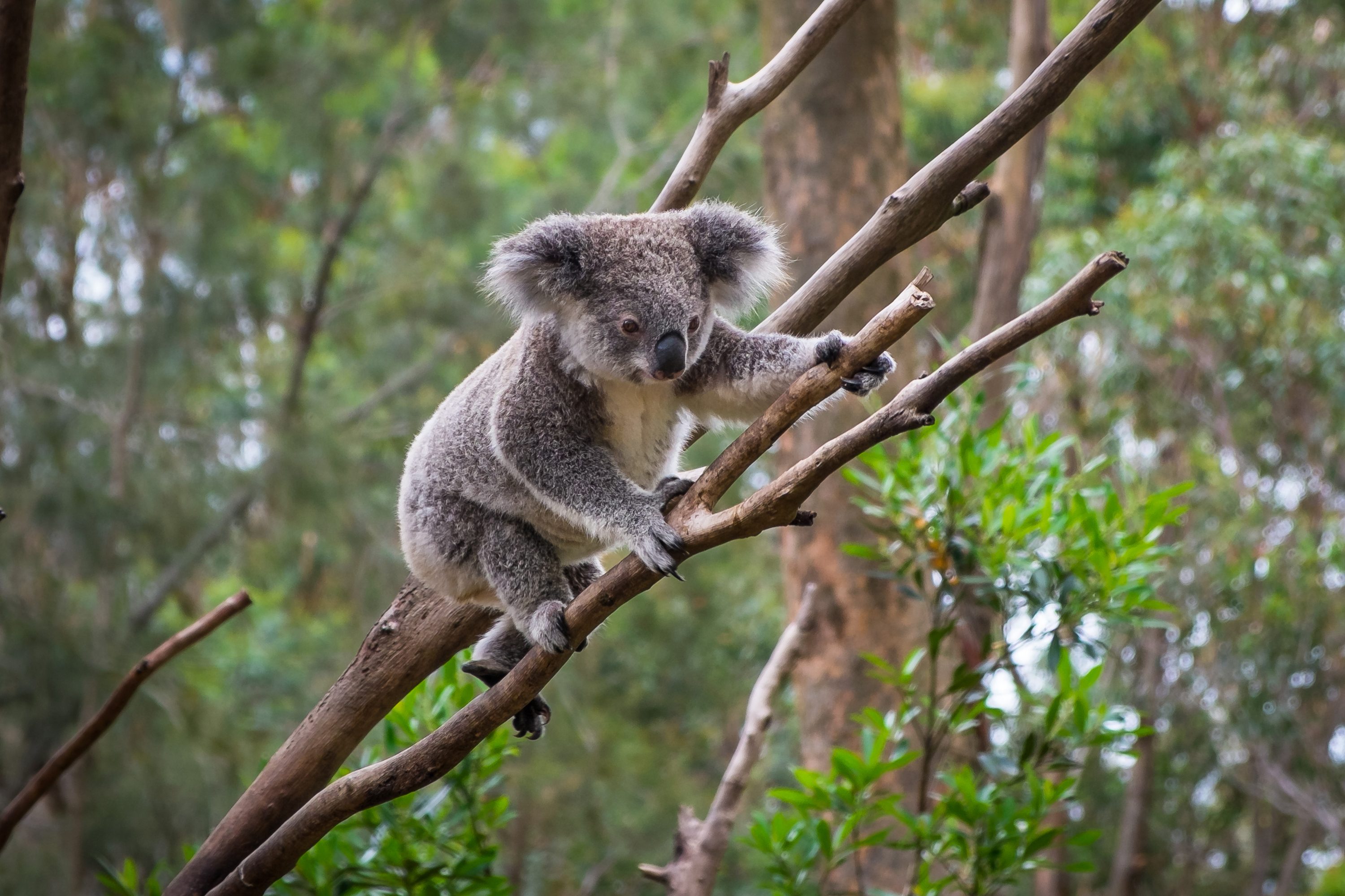 Koala climbing on tree branches, surrounded by dense green foliage in a forest setting.