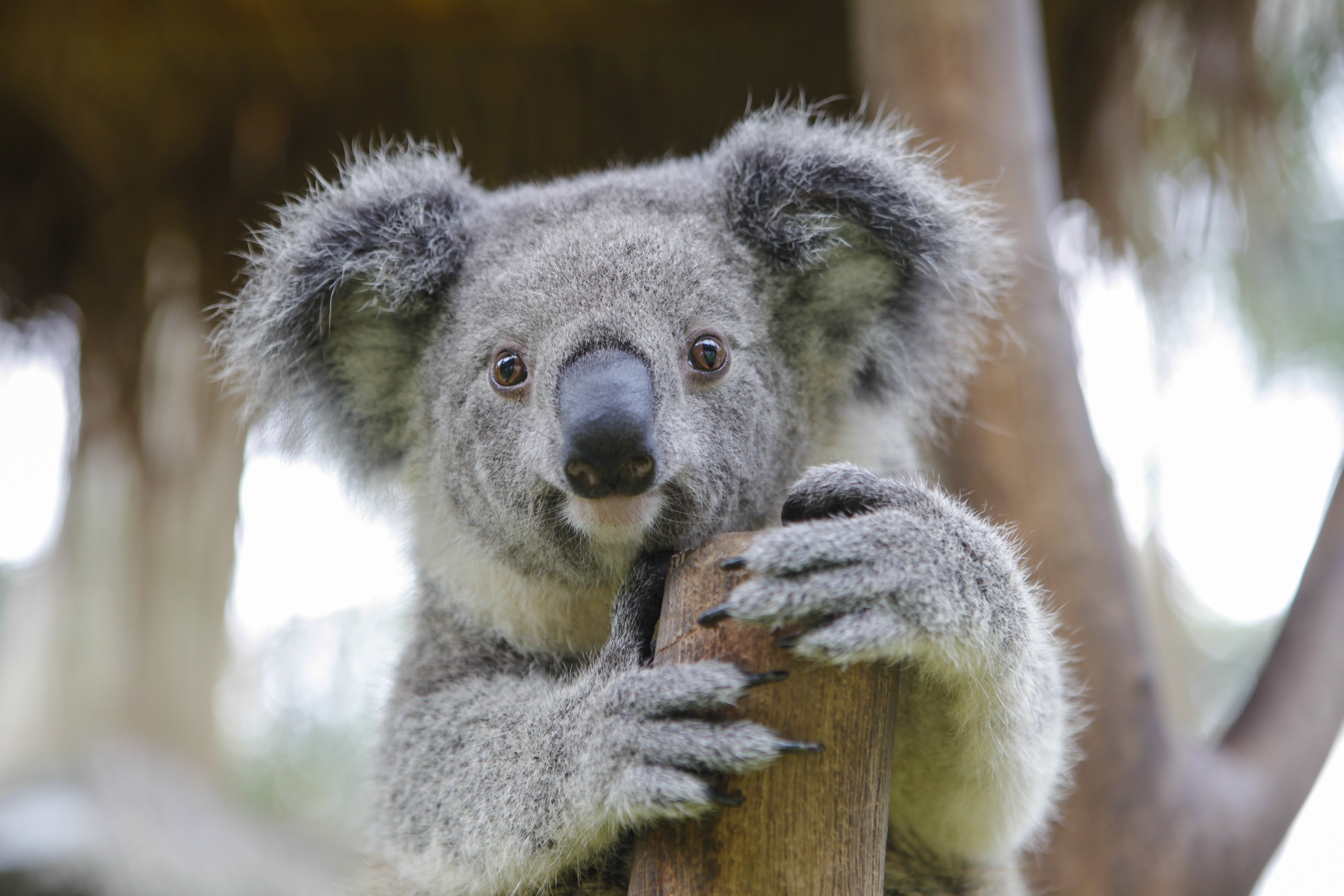 Koala clings to a wooden post, surrounded by blurred natural greenery and soft lighting in the background.