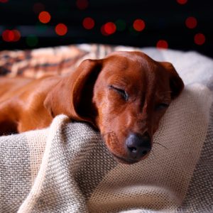 Dog sleeps, resting on a cozy blanket, surrounded by soft, colorful lights.