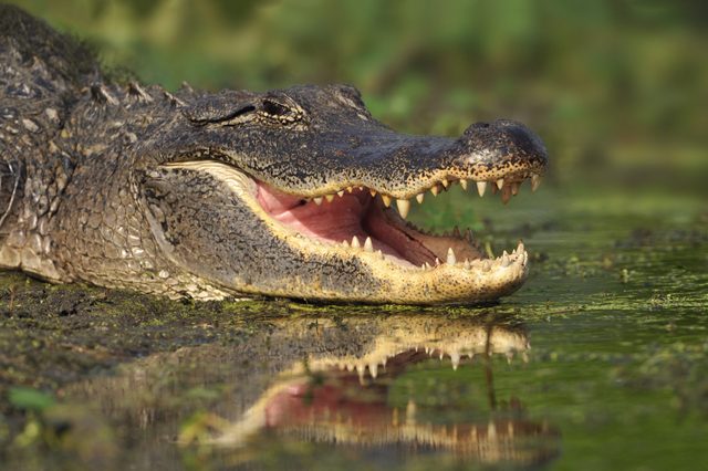Crocodile with open mouth rests beside reflective, green water in a lush, natural habitat.