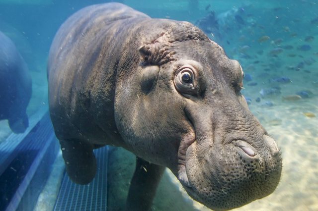 A hippo swims underwater, surrounded by small fish, in a clear aquarium setting with visible grates on the pool floor.