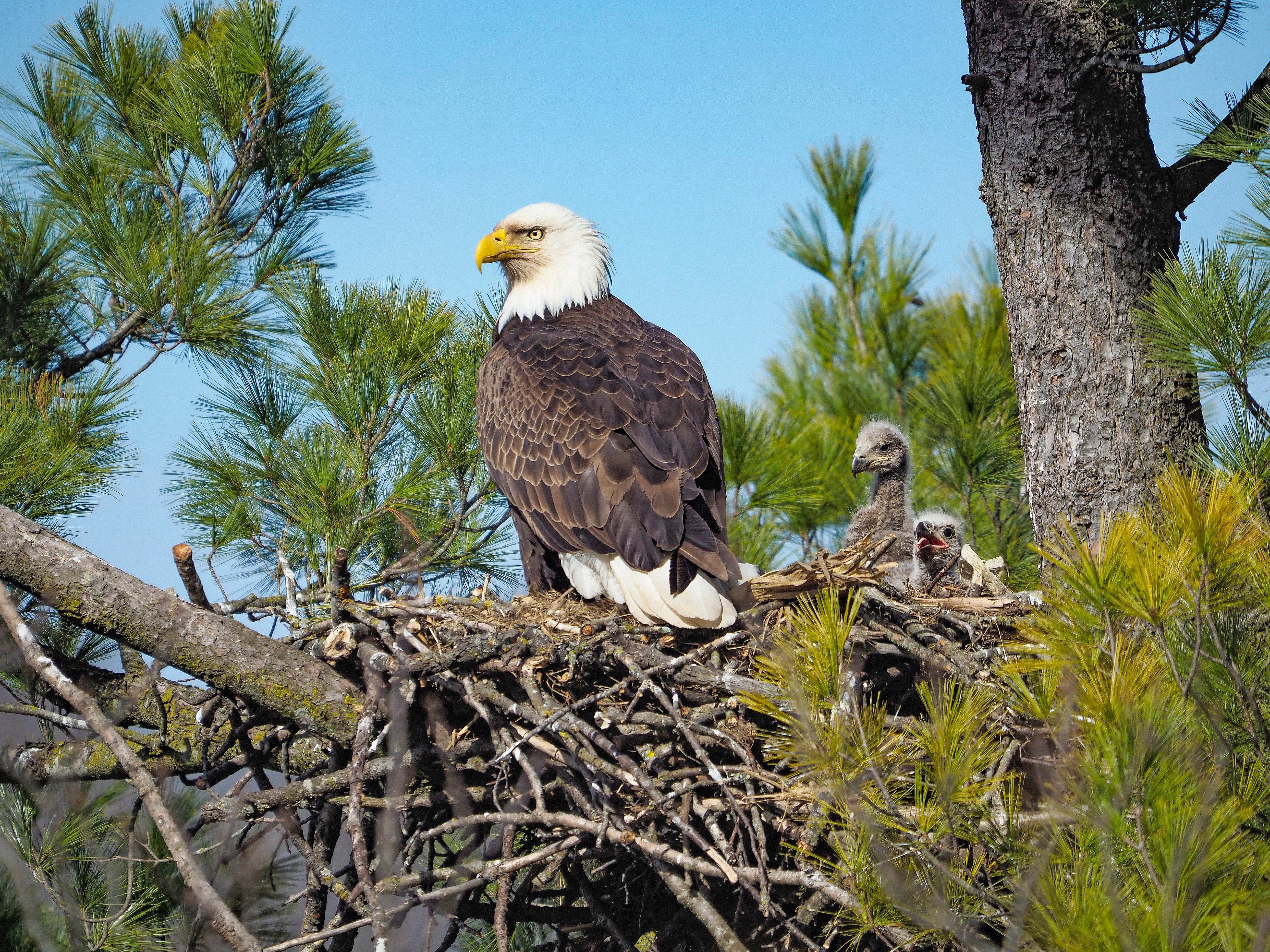 Eagle guards nest containing two chicks, surrounded by branches and pine trees under a clear blue sky.