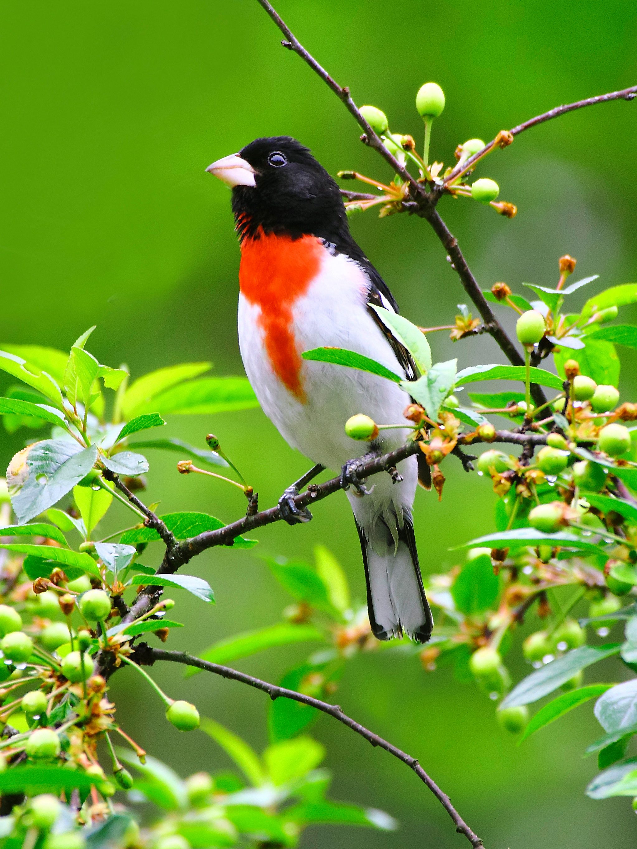 Bird perched calmly on a branch, surrounded by green leaves and small, unripe fruit.