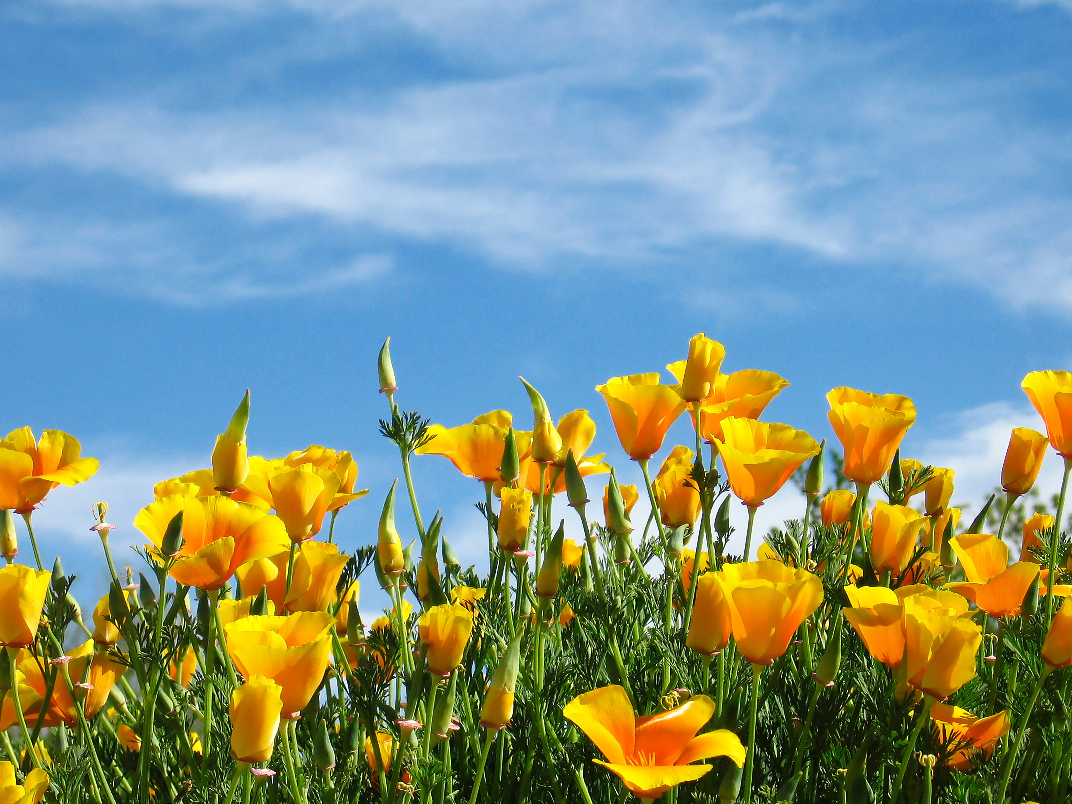 Yellow flowers bloom vibrantly under a bright blue sky with scattered clouds.