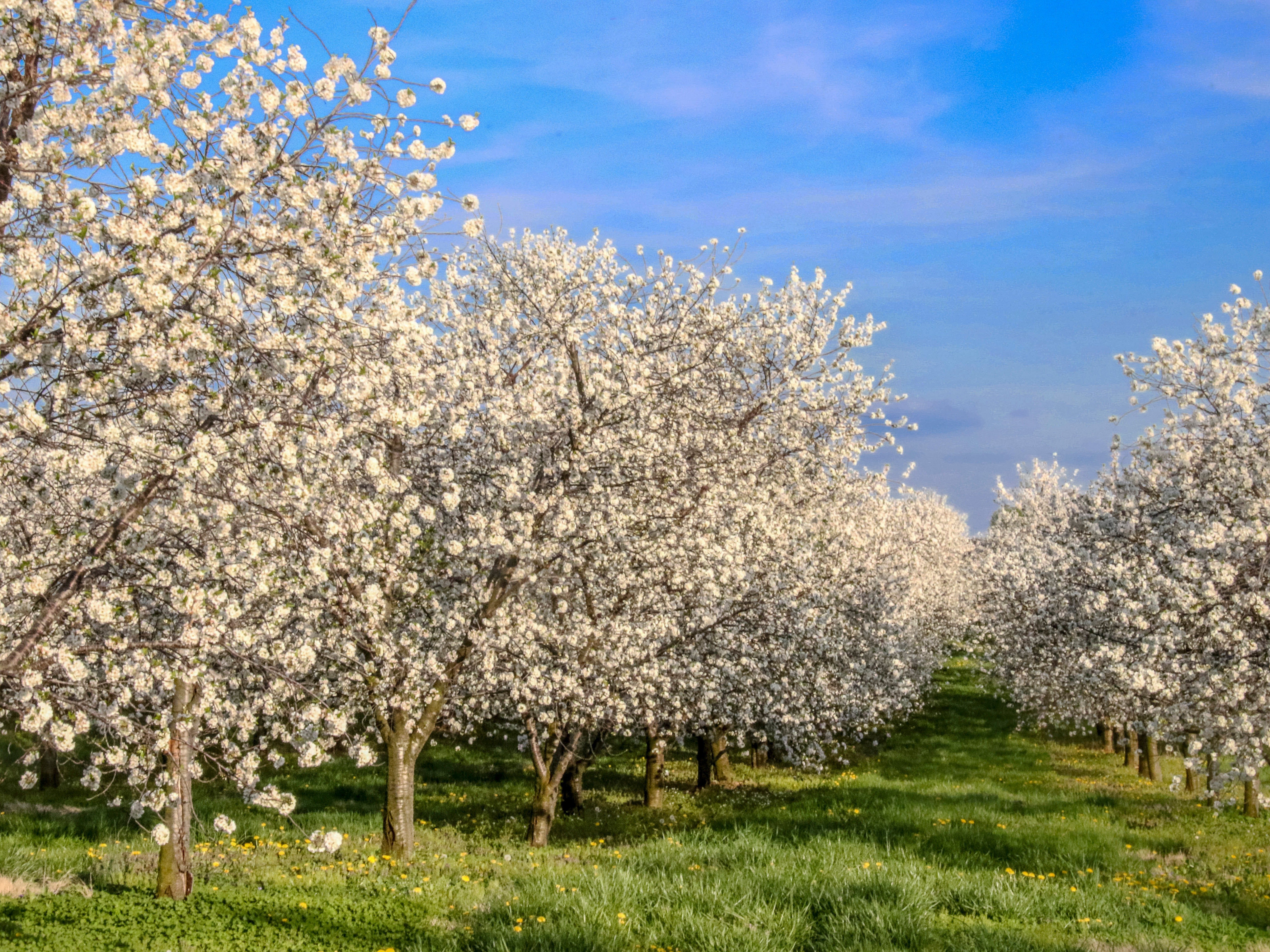 Blossoming trees line a green pathway under a clear blue sky.