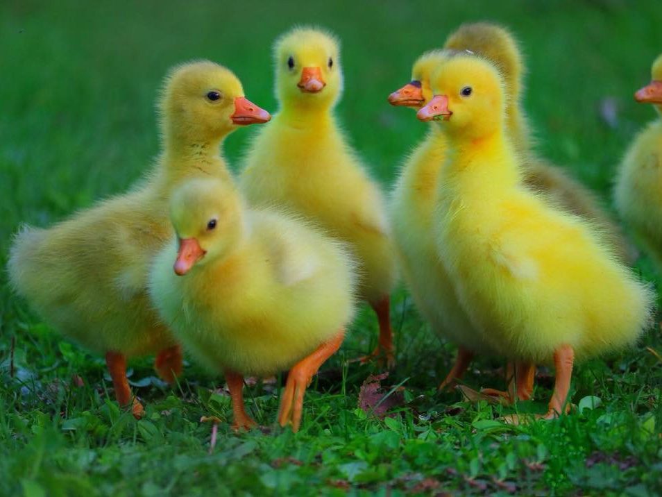 Ducklings stand together on vibrant green grass, appearing fluffy and bright yellow, surrounded by a natural outdoor setting.