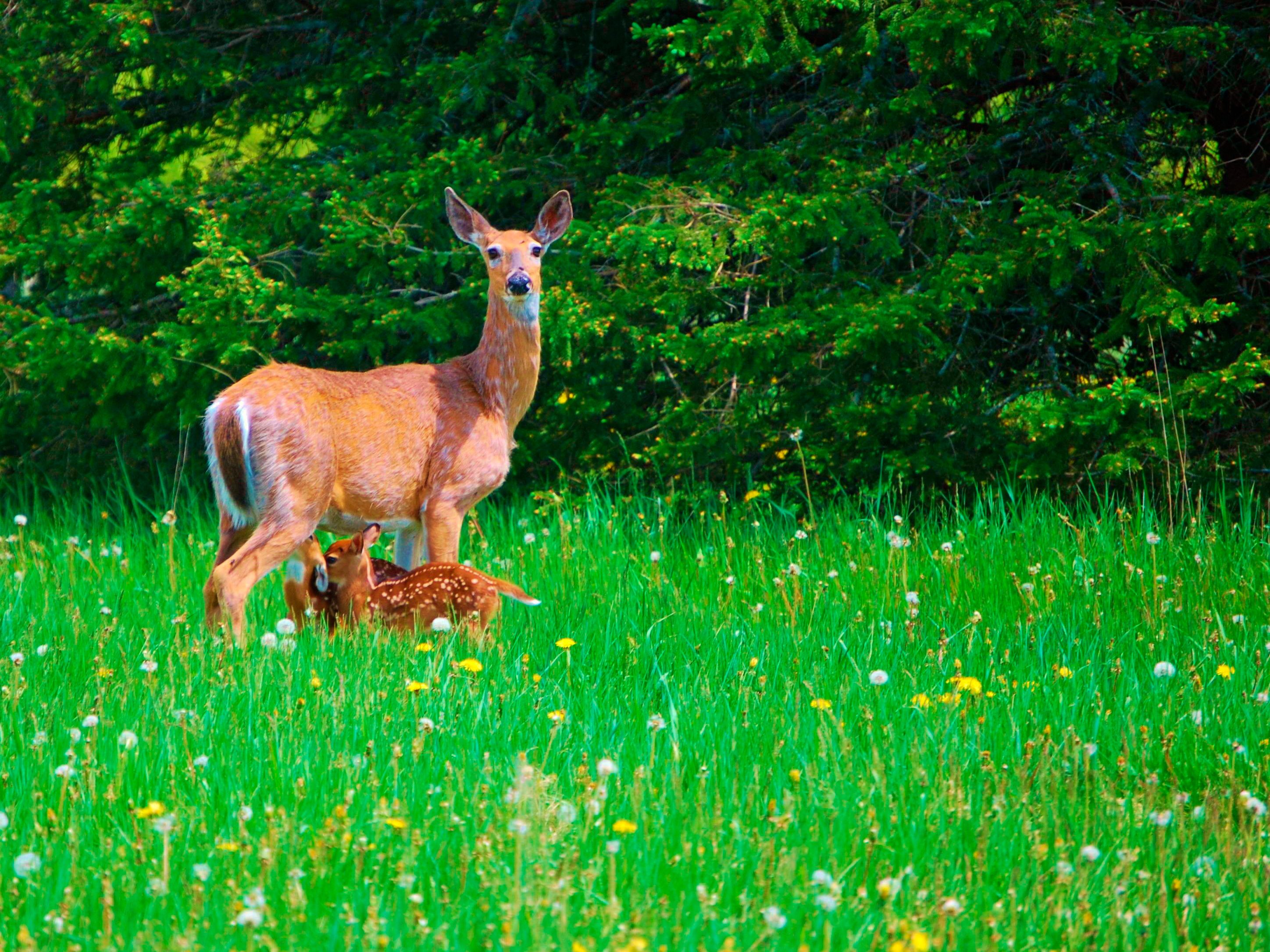 A doe stands protectively as a fawn feeds, surrounded by a lush green meadow with wildflowers and dense forest in the background.