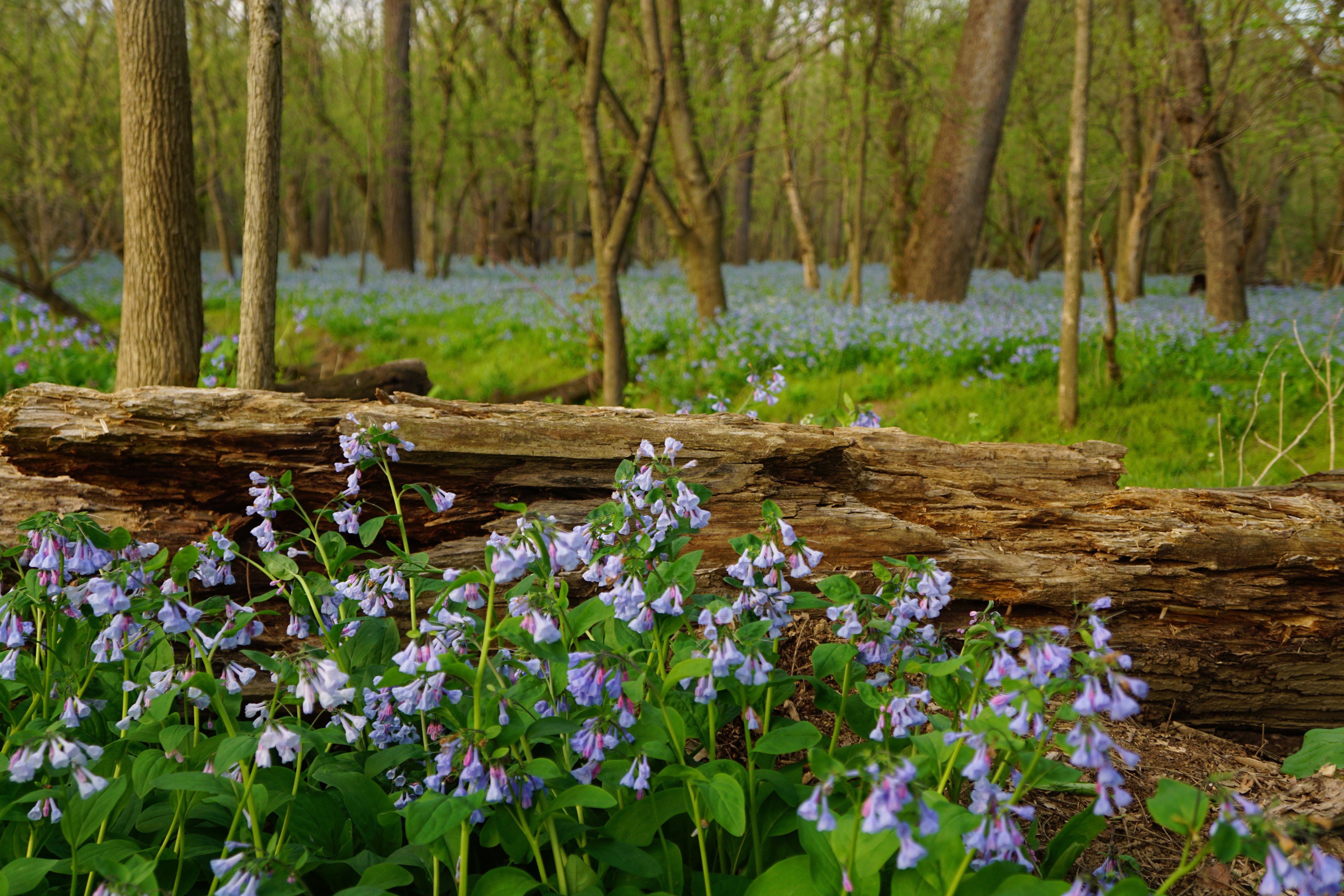 Bluebells bloom beside a fallen log in a sunlit, green forest setting.