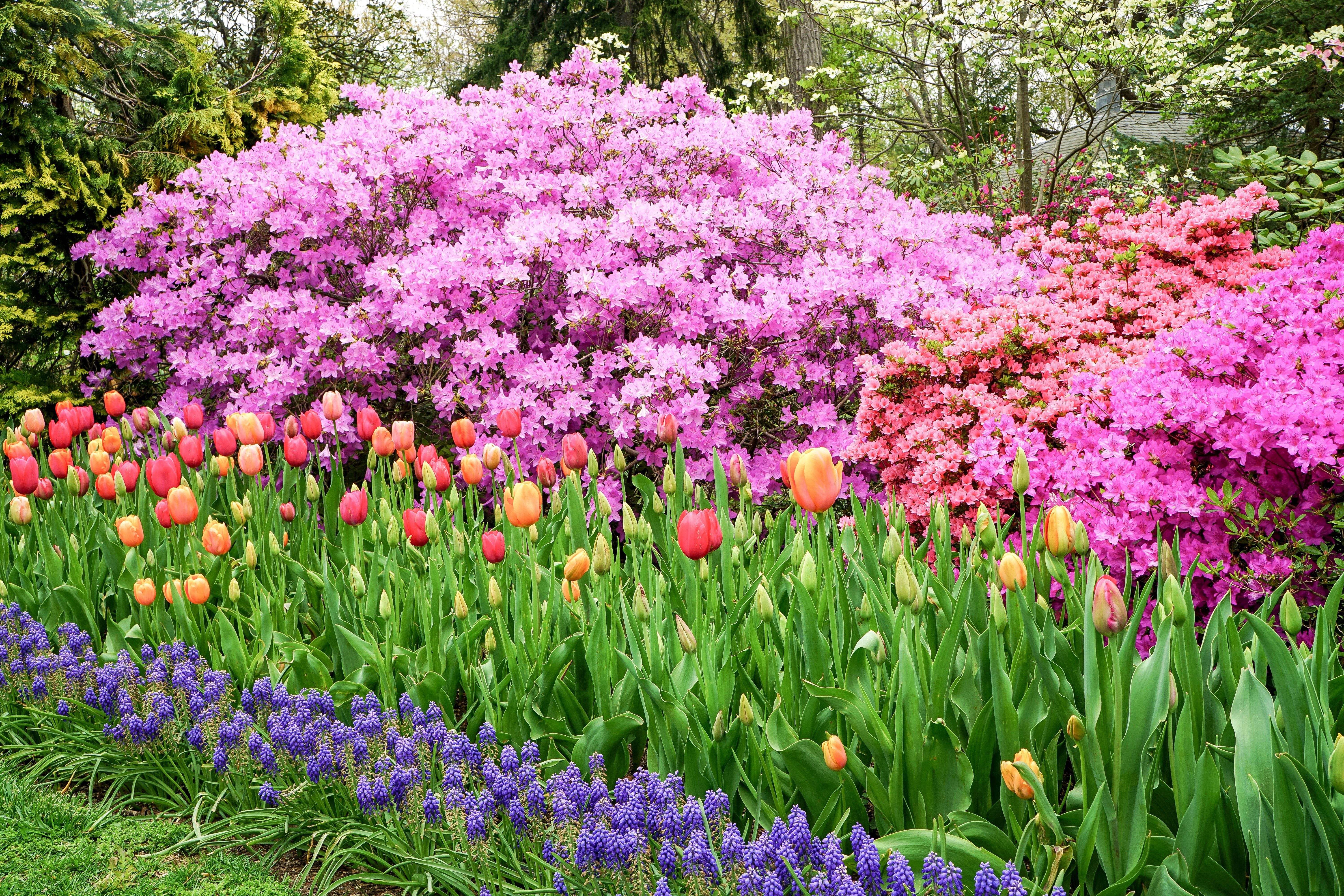 Tulips bloom vibrantly in a colorful flower garden, surrounded by pink azalea bushes and lush greenery.