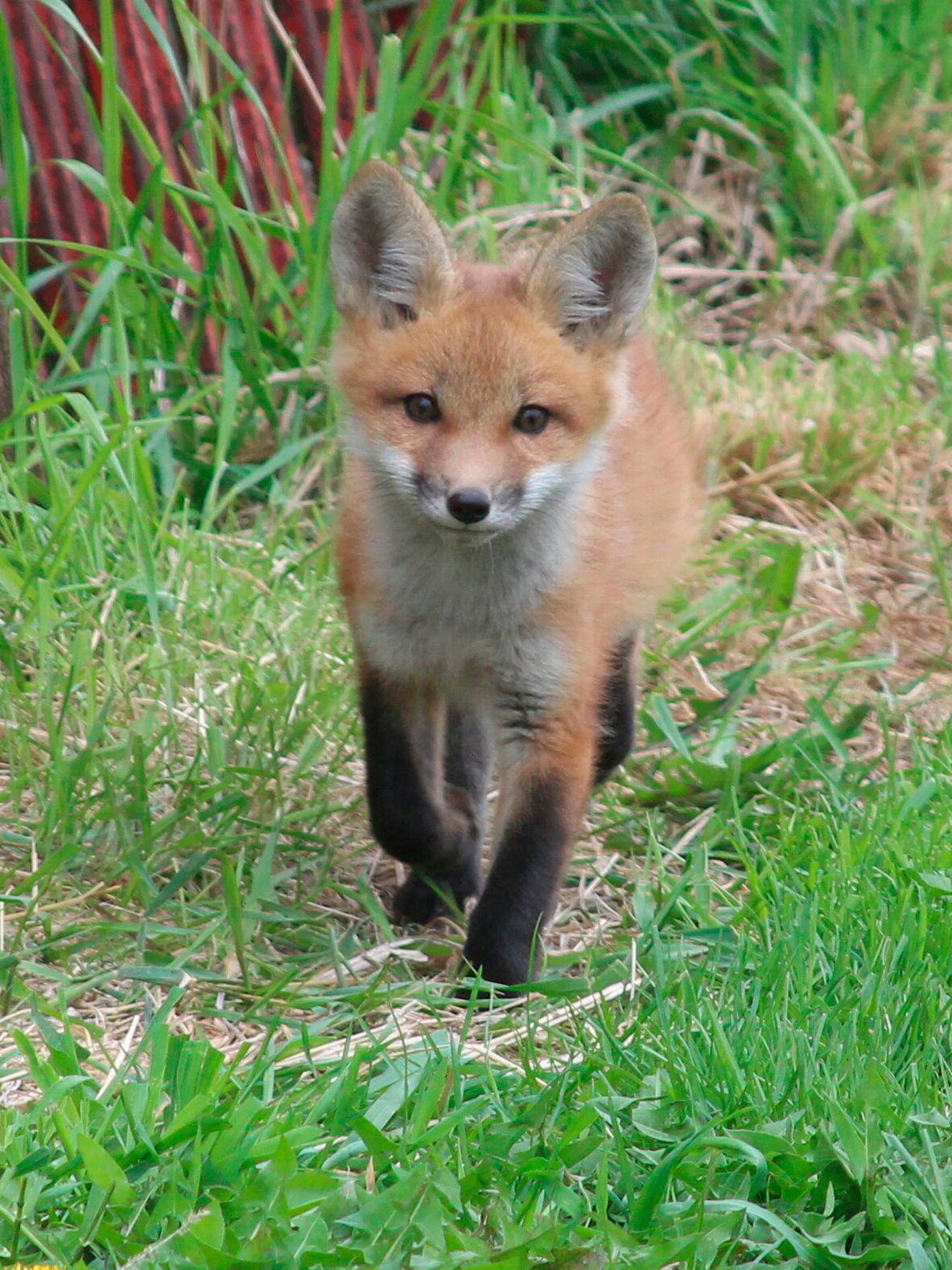 A young fox walks through lush green grass, surrounded by tall plants and a hint of red in the background.