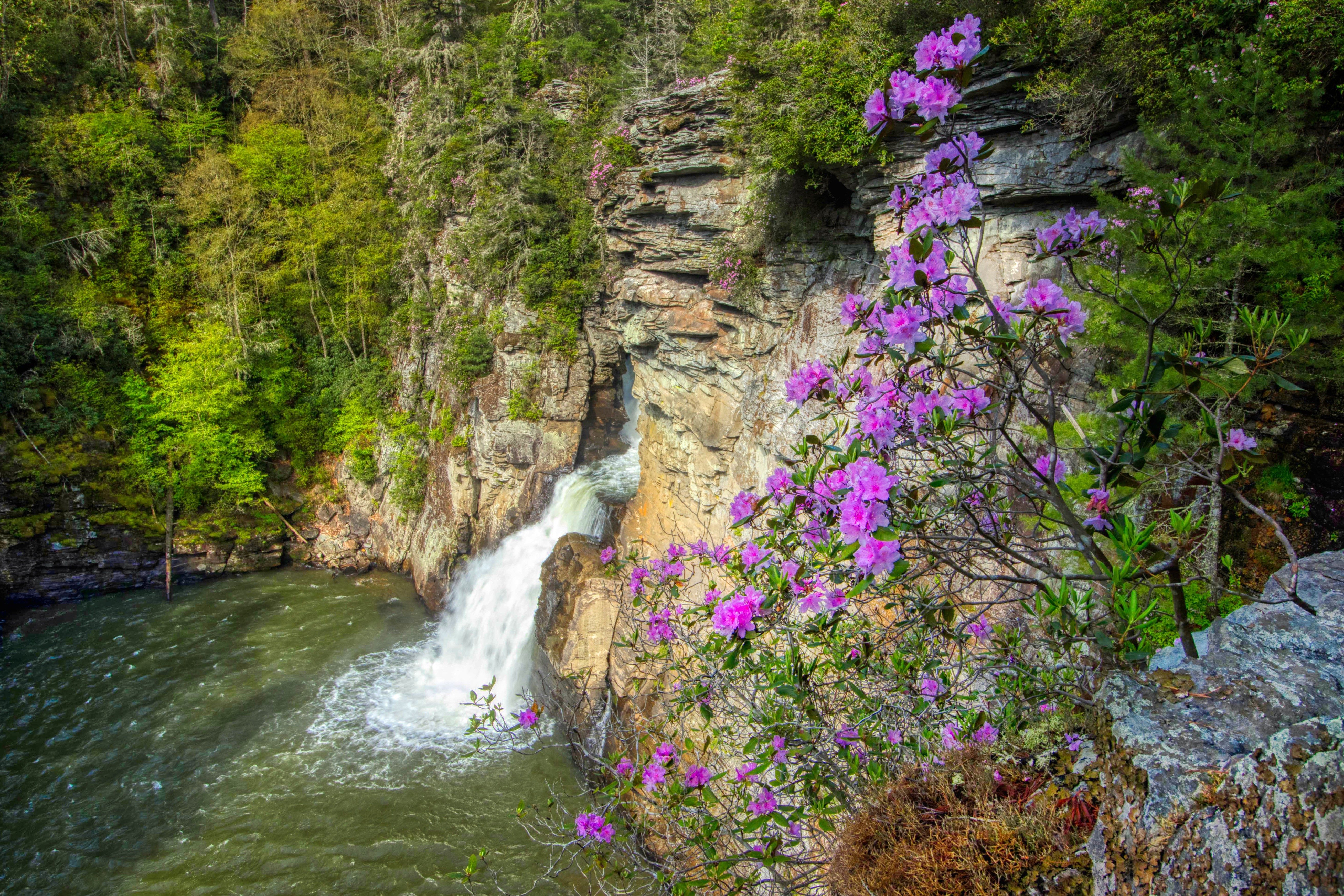 Waterfall cascades over rocky cliff, surrounded by lush green forest and vibrant pink flowers in bloom.