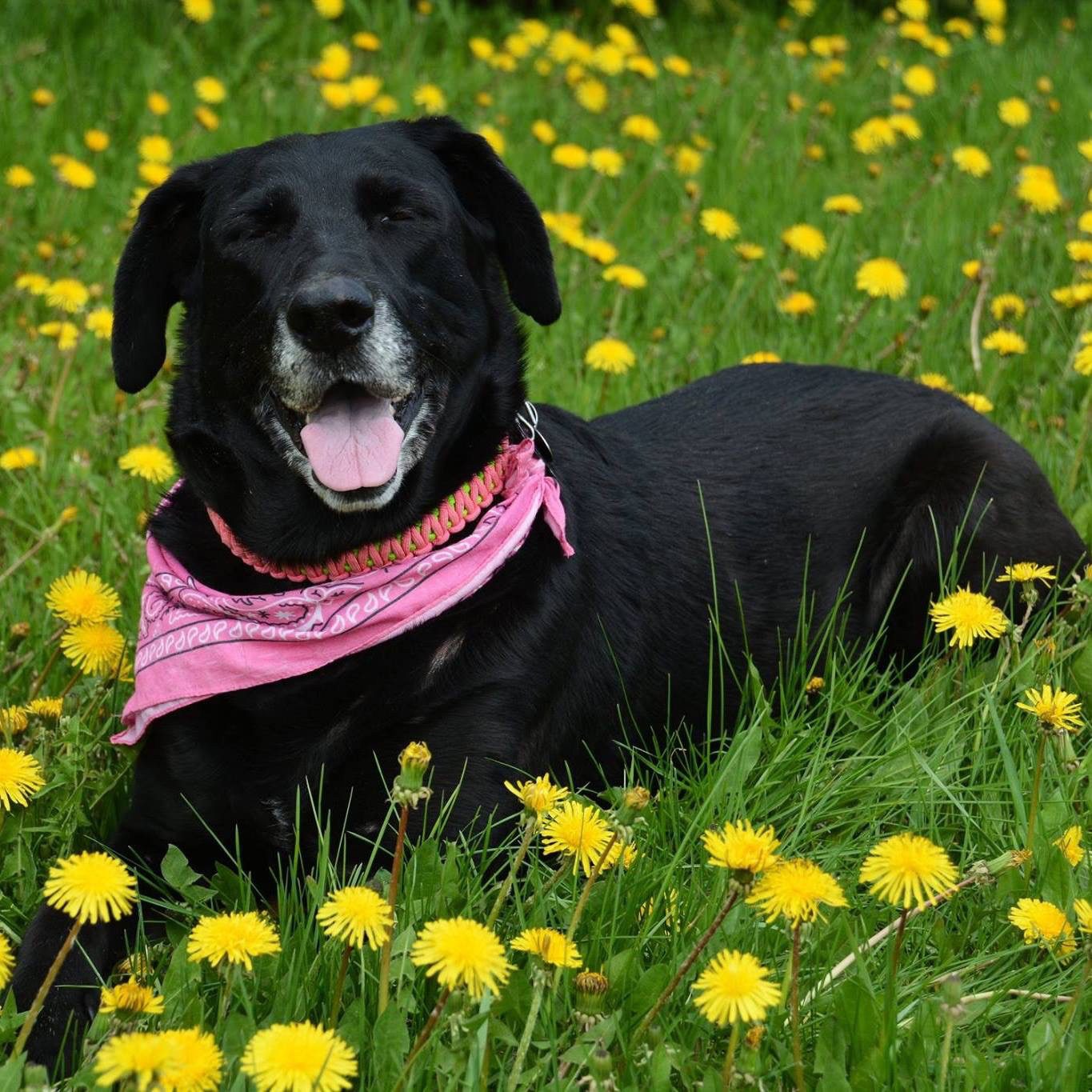 A black dog with a pink bandana is resting in a field of yellow dandelions.