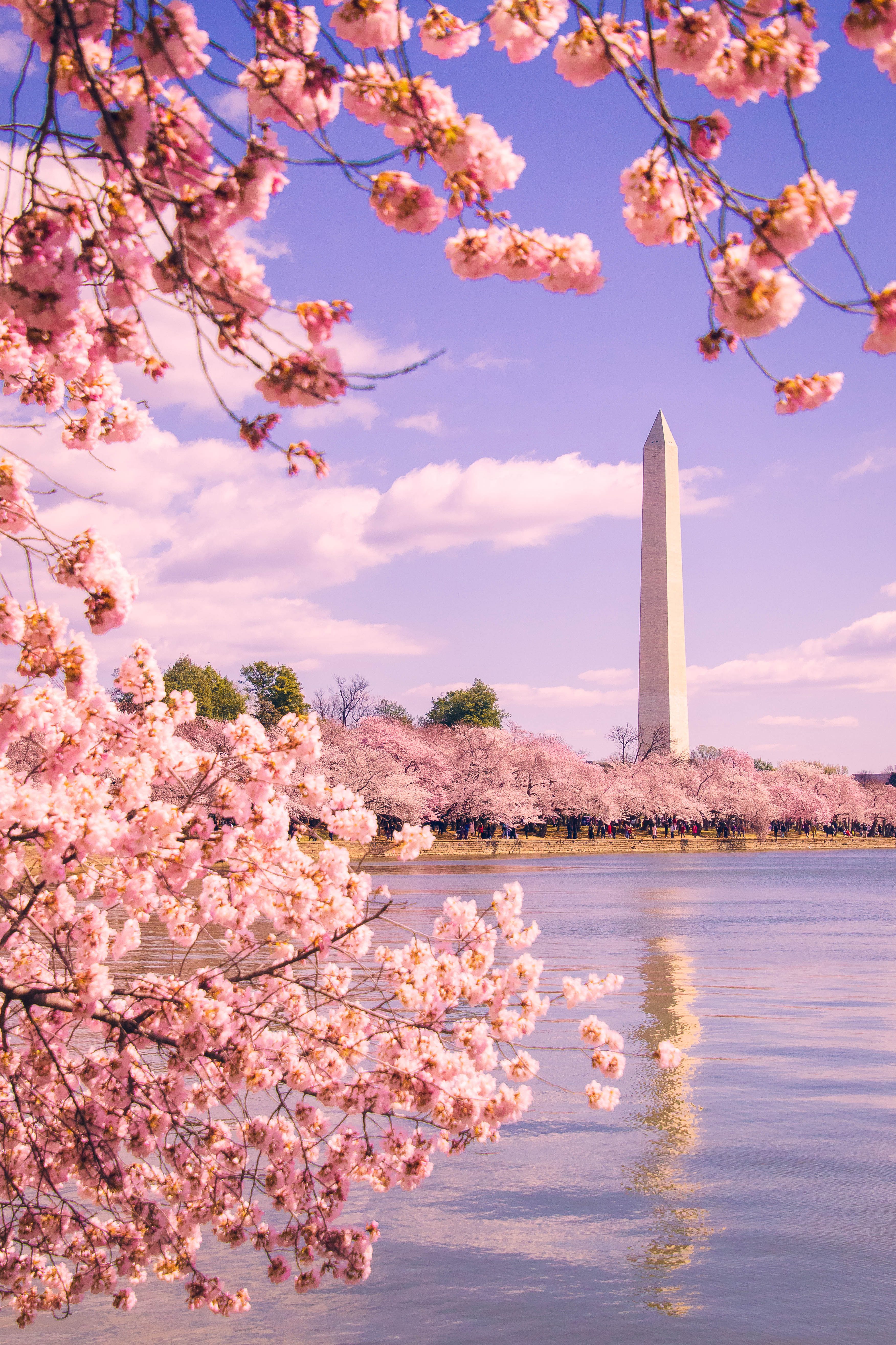 Cherry blossoms frame a tall monument, standing by a serene body of water, under a clear, cloud-dotted sky.