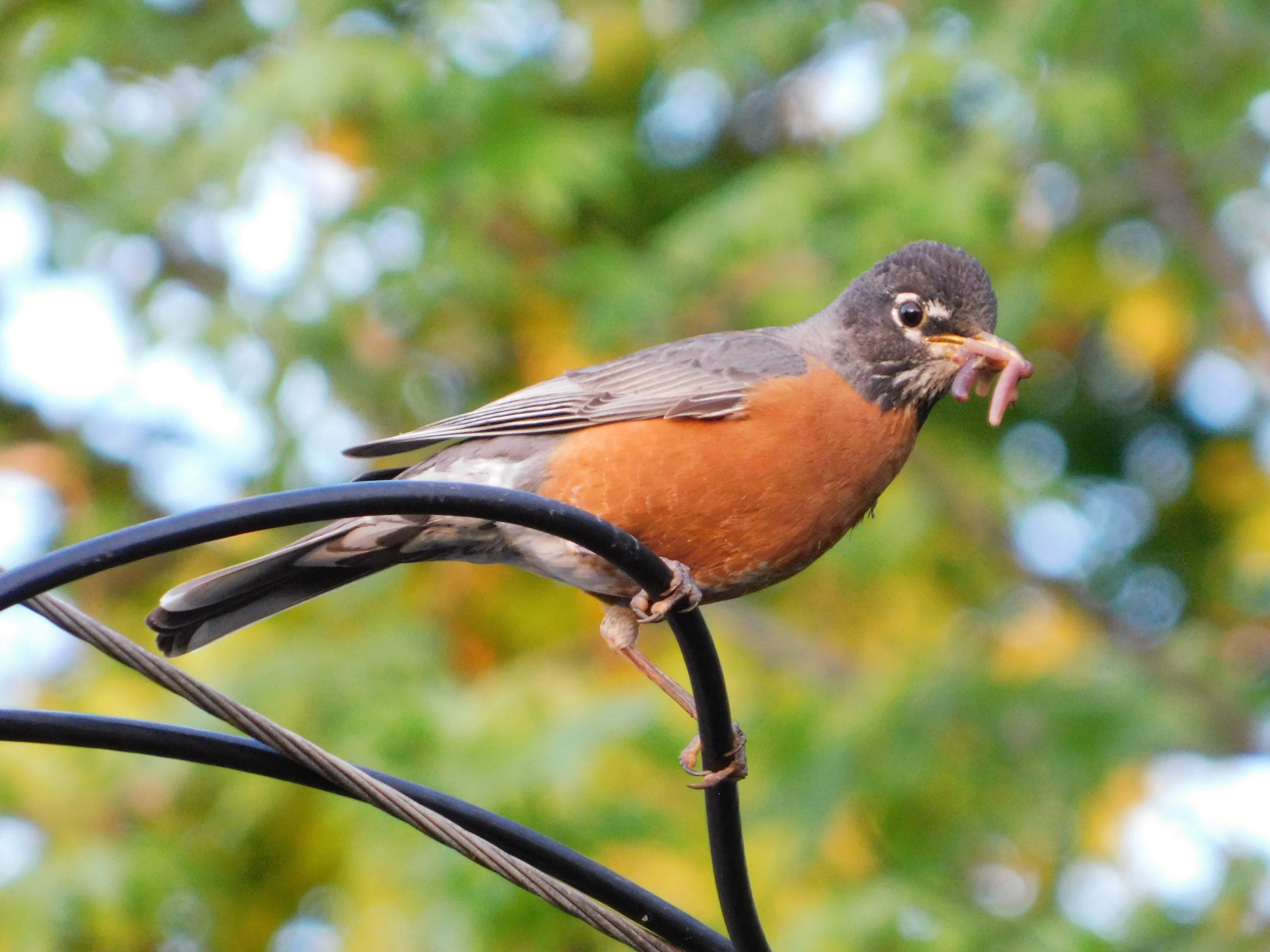 A bird perches on a wire, holding a worm in its beak, surrounded by a blurred, leafy background.