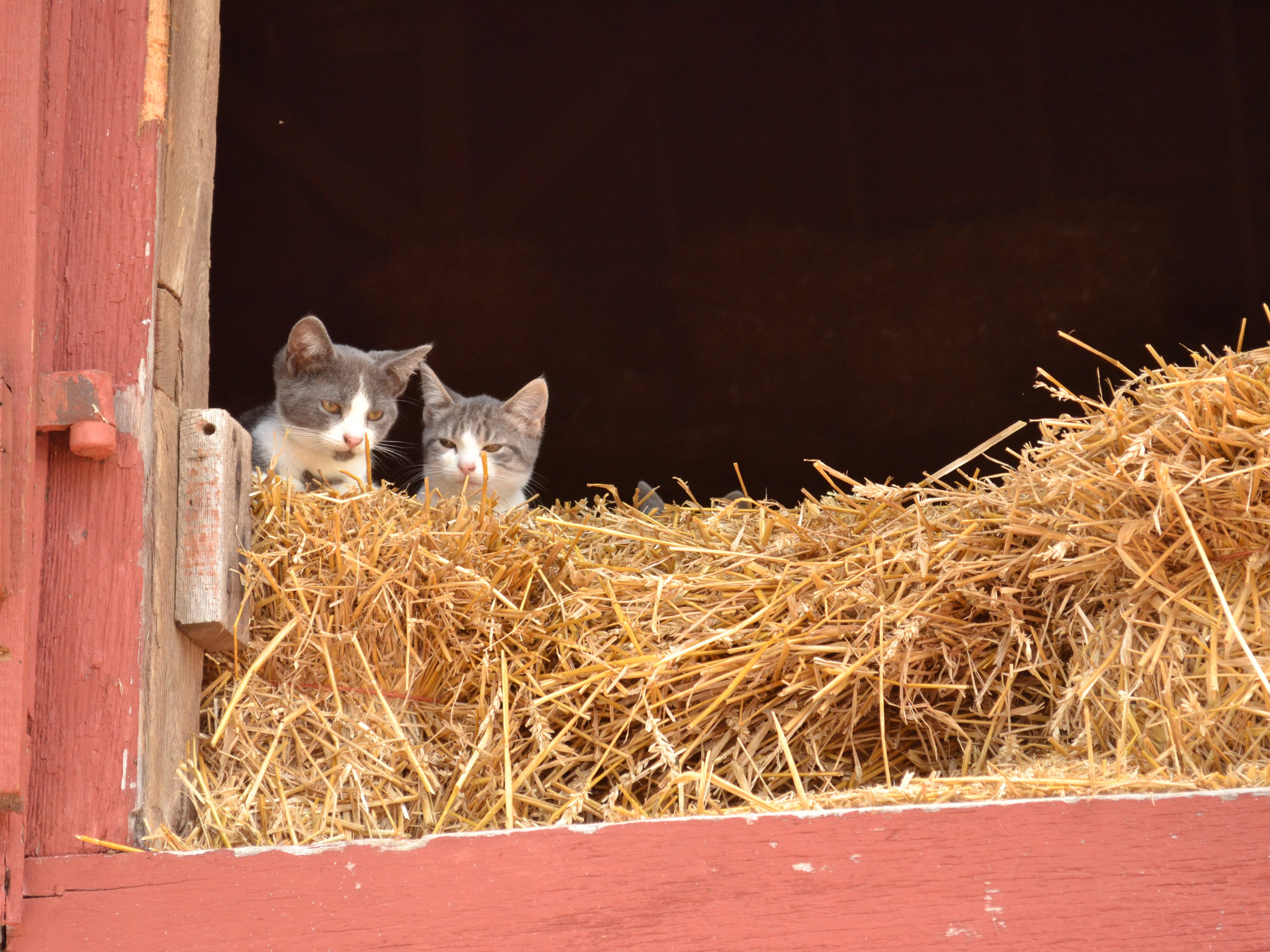 Two cats perch intently on hay in a barn loft, surrounded by dried straw and rustic wooden walls.