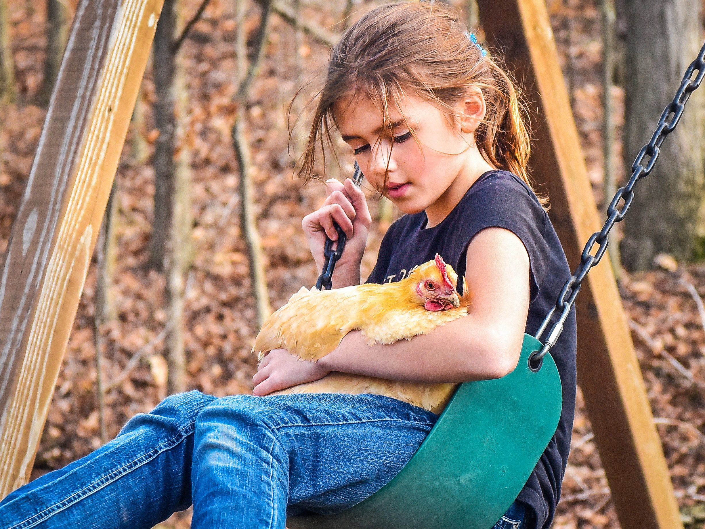 Child holding chicken while sitting on a swing, surrounded by a wooded area with fallen leaves.