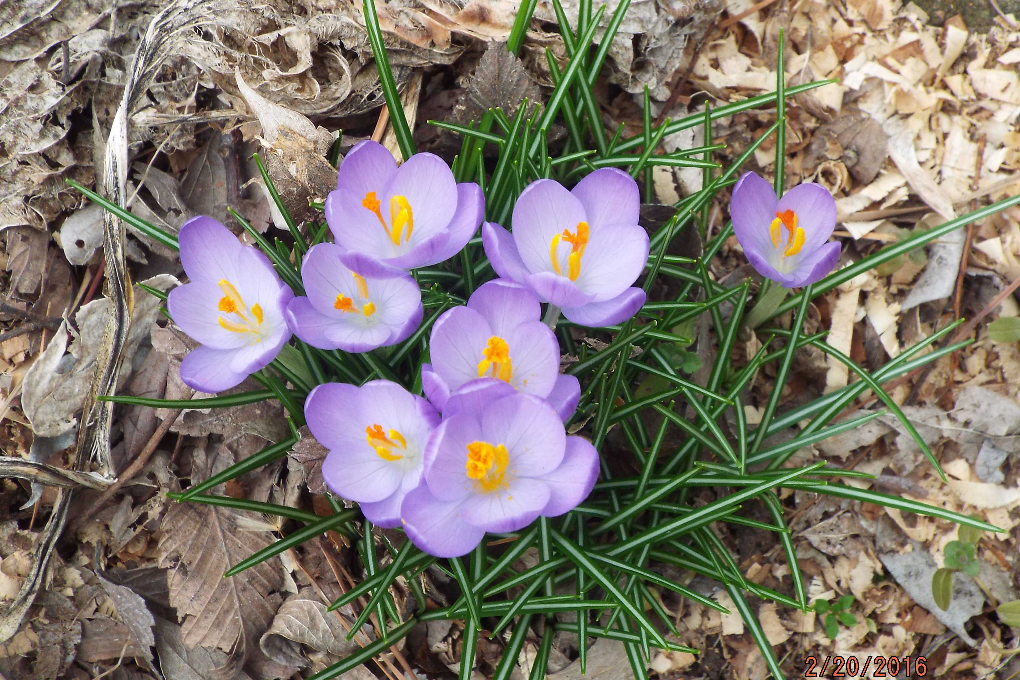 Purple flowers bloom surrounded by green leaves and dry fallen leaves on the ground. Text: "2/20/2016" is visible.