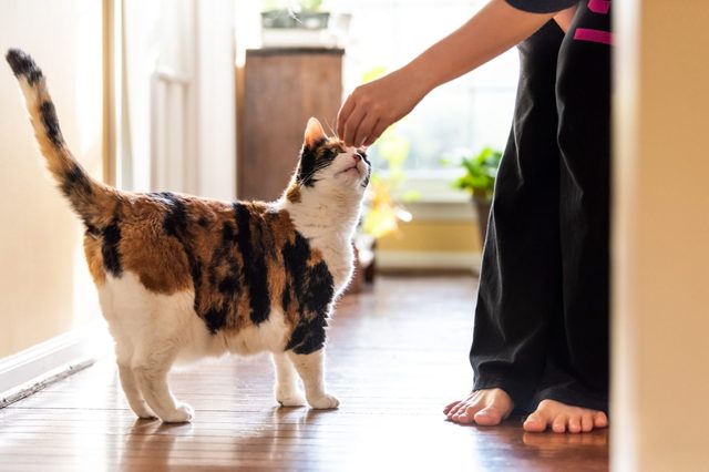 Calico cat sniffs a hand, standing in a hallway with sunlight streaming through a window and plants in the background.