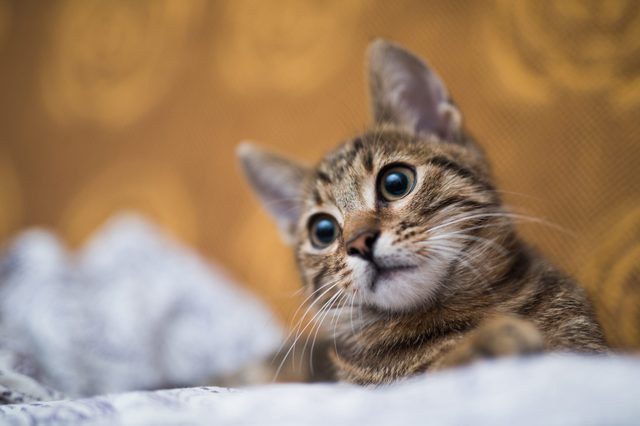 Cat lying, gazing curiously with wide eyes against a patterned, golden-brown background. White blanket partially covers the foreground.